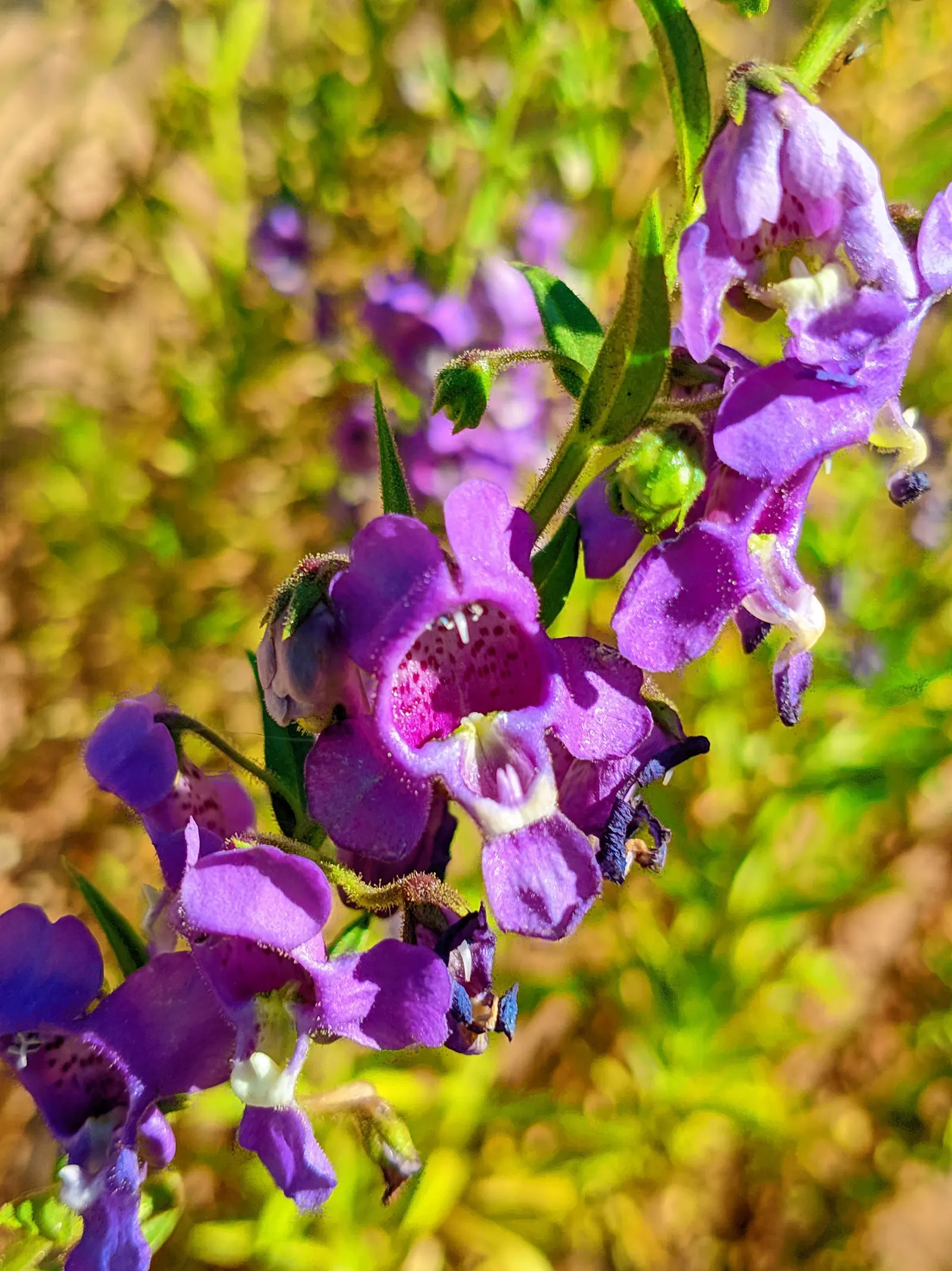 Summer Snapdragon (Angelonia Angustifolia) — as Angelonia is self-cleaning