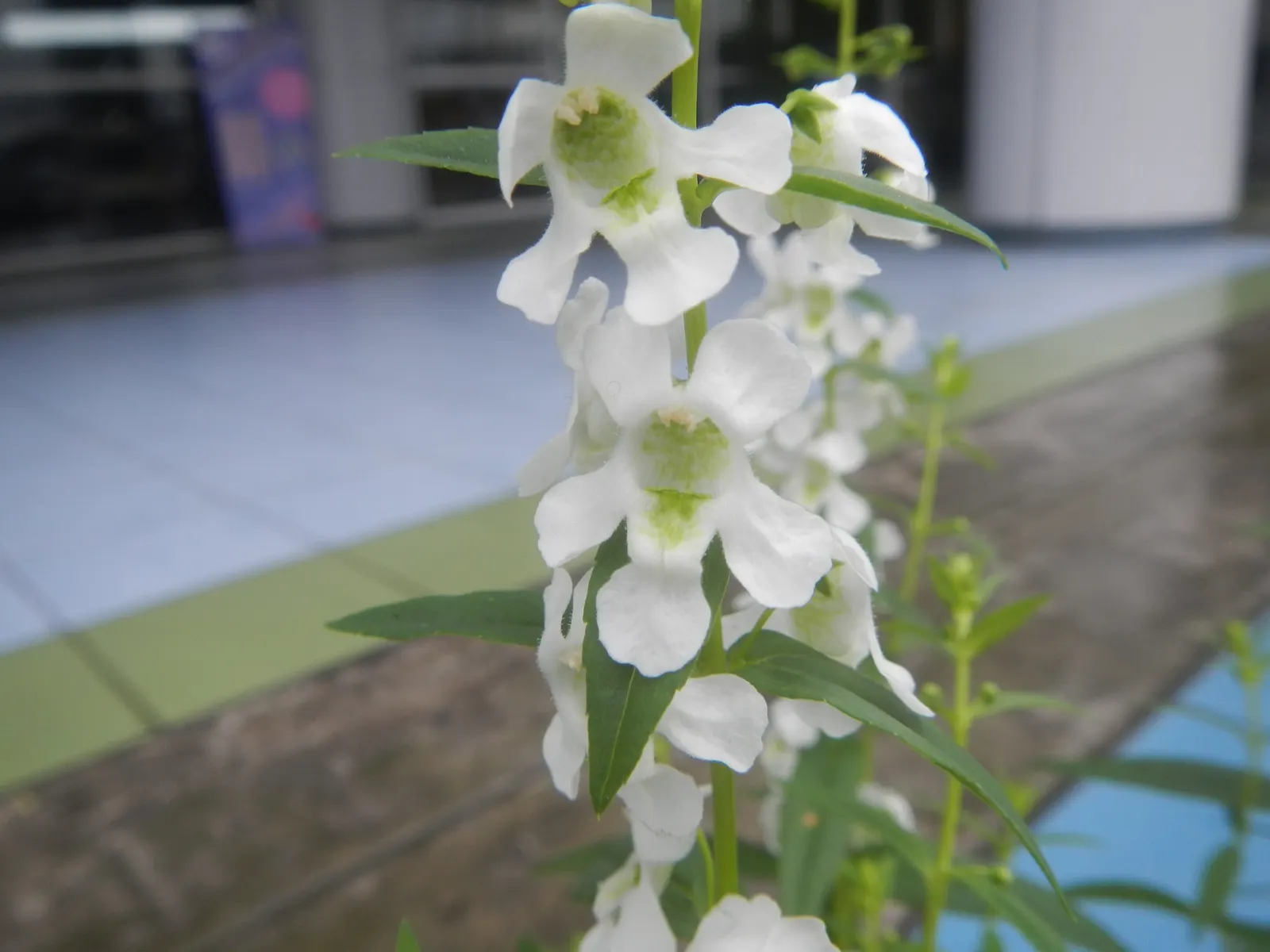 Summer Snapdragon (Angelonia Angustifolia) — and requires well-drained soil to flourish