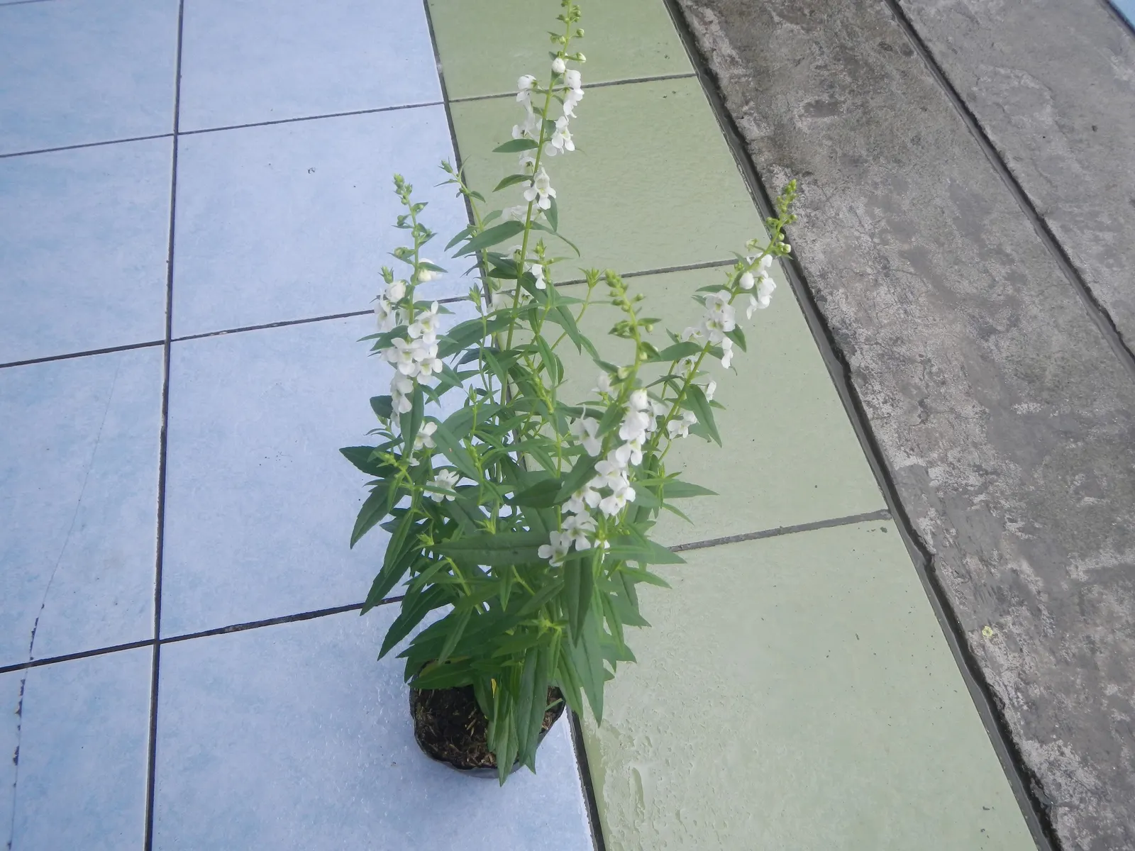 Summer Snapdragon (Angelonia Angustifolia) — Flourishing in full sun, it thrives in U.S; these plants are low maintenance