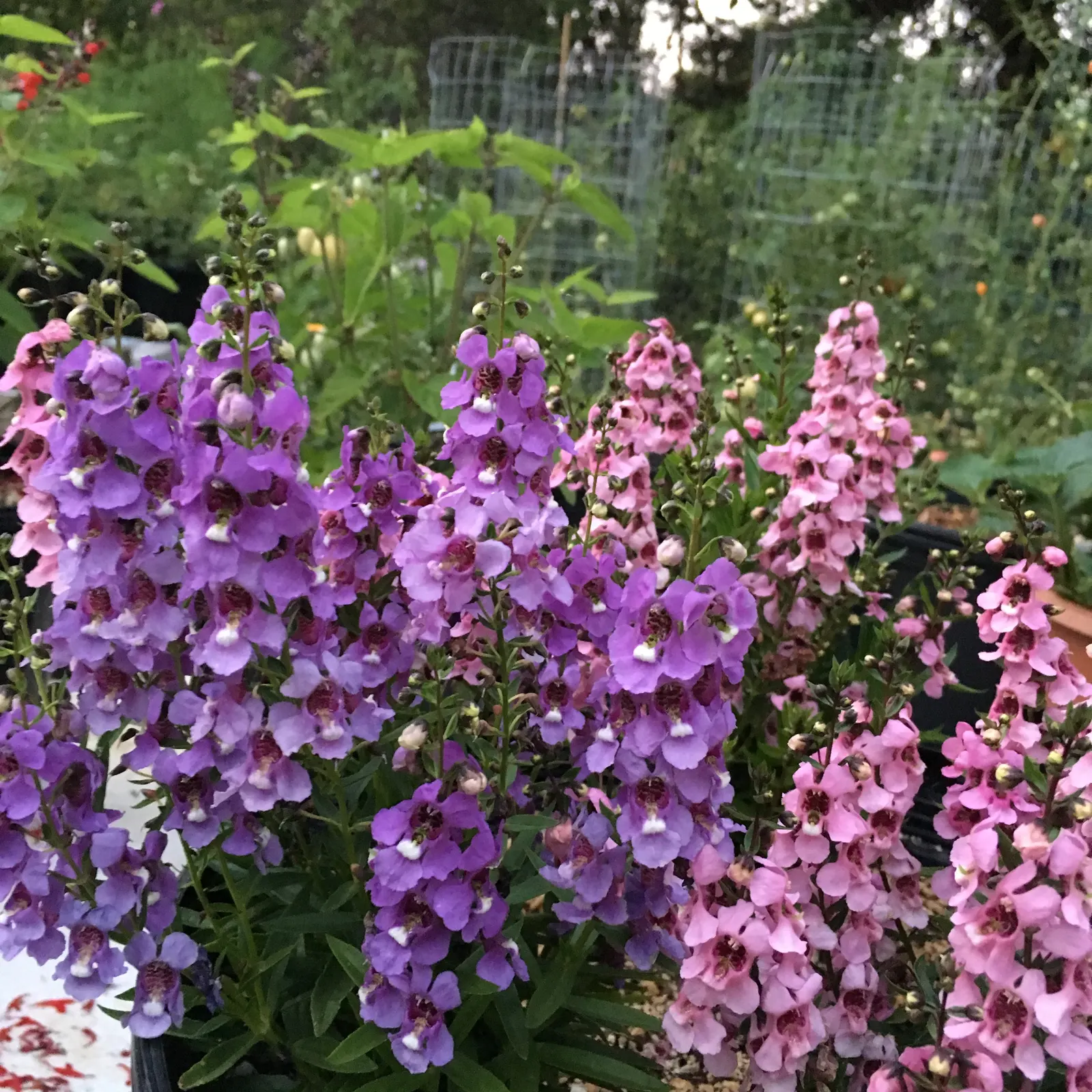 Summer Snapdragon (Angelonia Angustifolia) — is a delightful perennial appreciated for its continuous blooming and snapdragon-like flowers; commonly referred