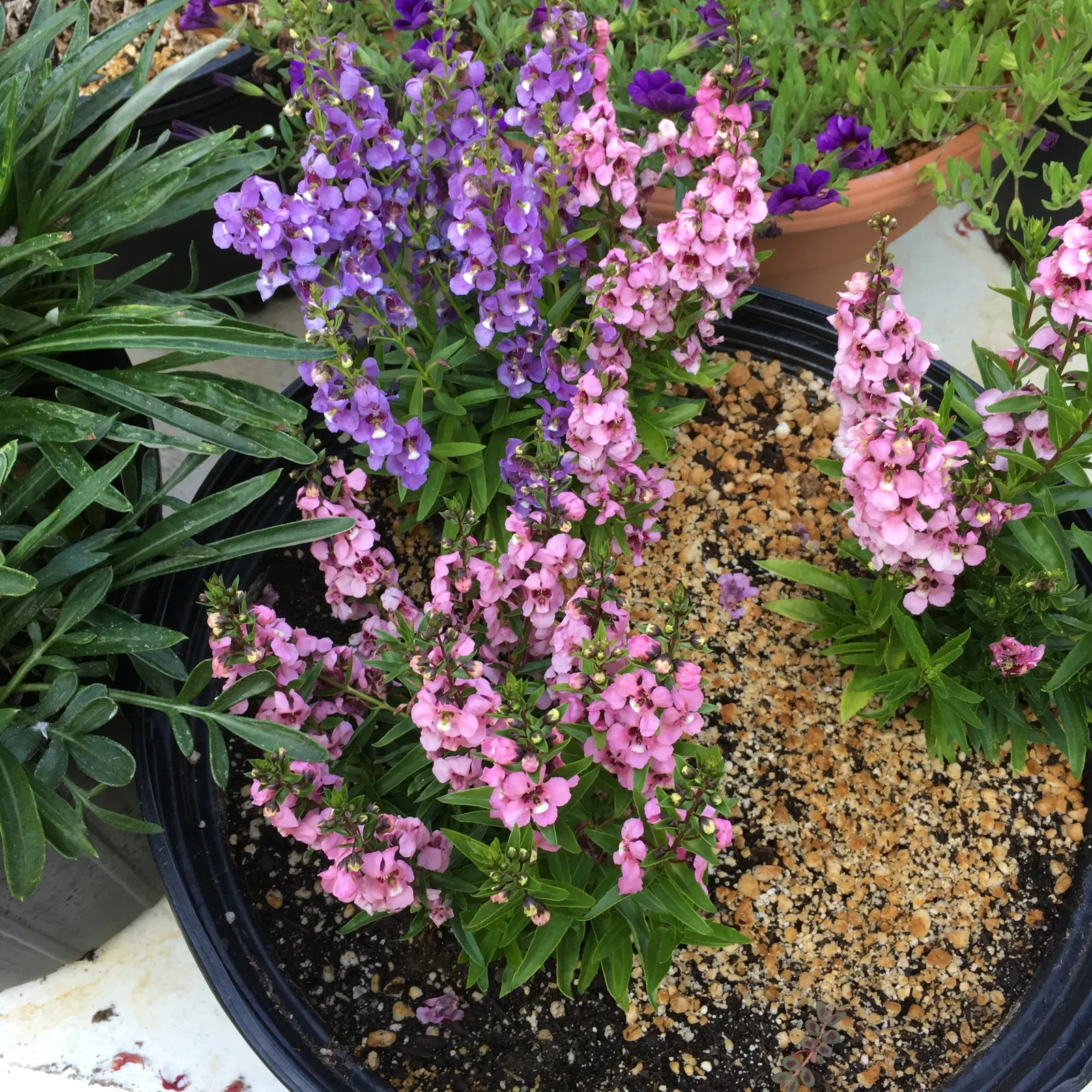 Summer Snapdragon (Angelonia Angustifolia) — lavender and pink and purple and white flowers in the garden