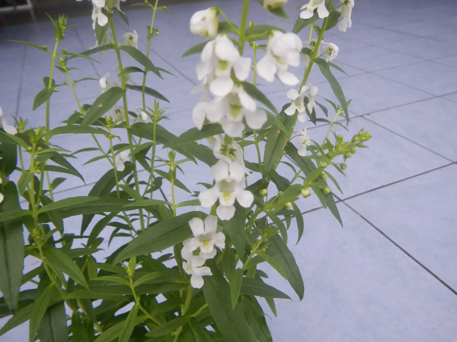 Summer Snapdragon (Angelonia Angustifolia) — zones 9-11, reaching 12-18 inches in height and spreading 12 inches wide