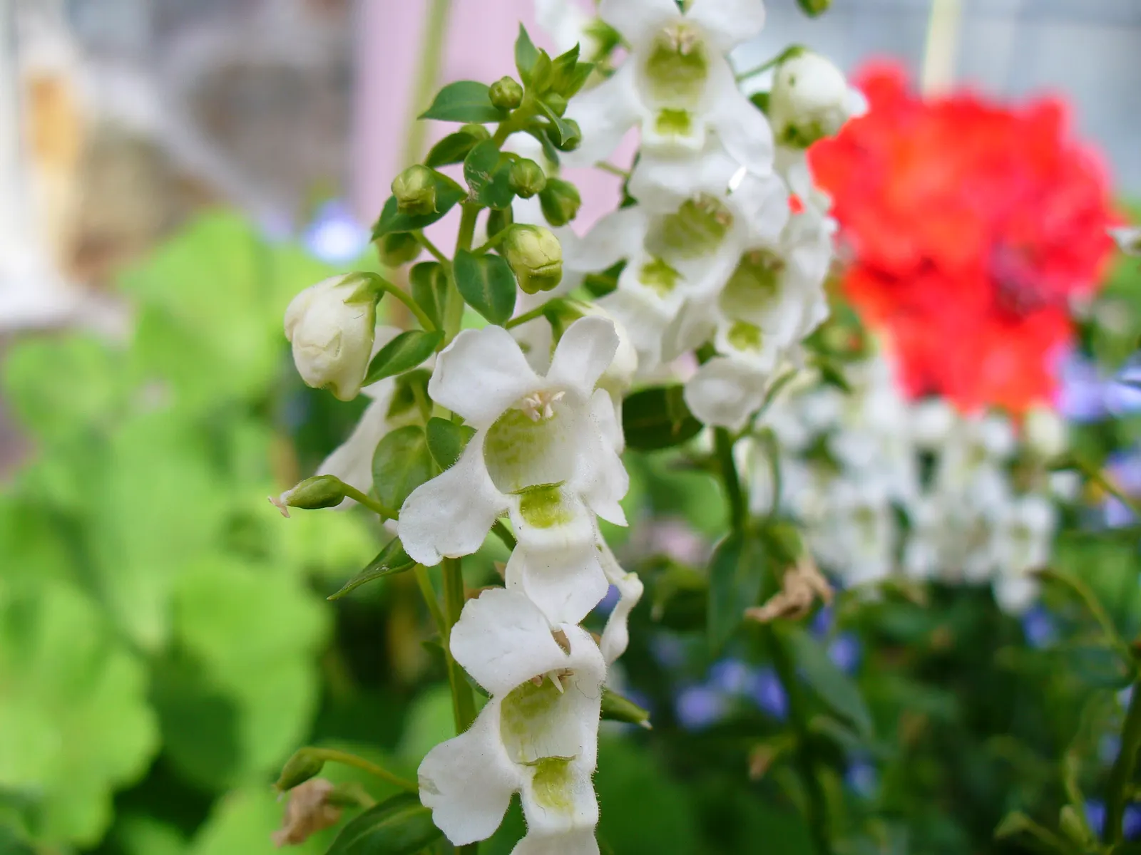 Summer Snapdragon (Angelonia Angustifolia) — Flourishing in full sun, it thrives in U.S