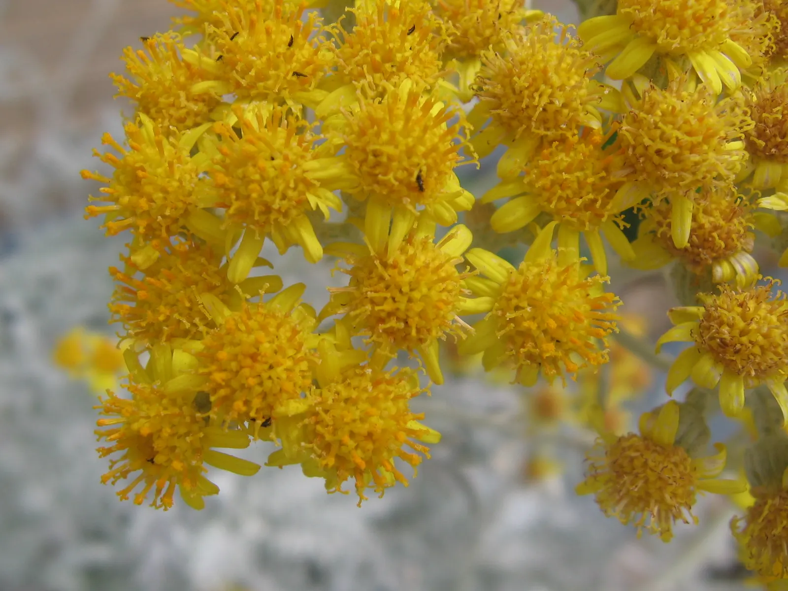 Dusty Miller Shrub (Senecio Cineraria) — although deadheading and occasional pruning can promote bushier growth and maintain a neat appearance