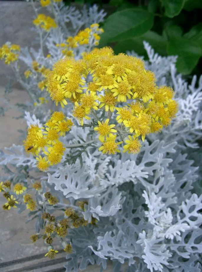 Dusty Miller Shrub (Senecio Cineraria) — This perennial shrub is prized for its textured