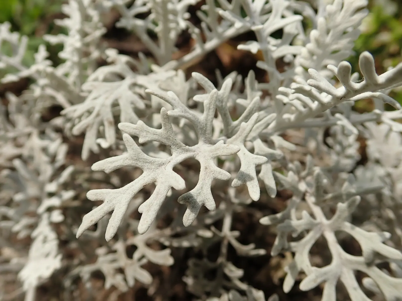 Dusty Miller Shrub (Senecio Cineraria) — <br><br>Senecio cineraria thrives in USDA hardiness zones 7 through 10 and prefers well-draining soil