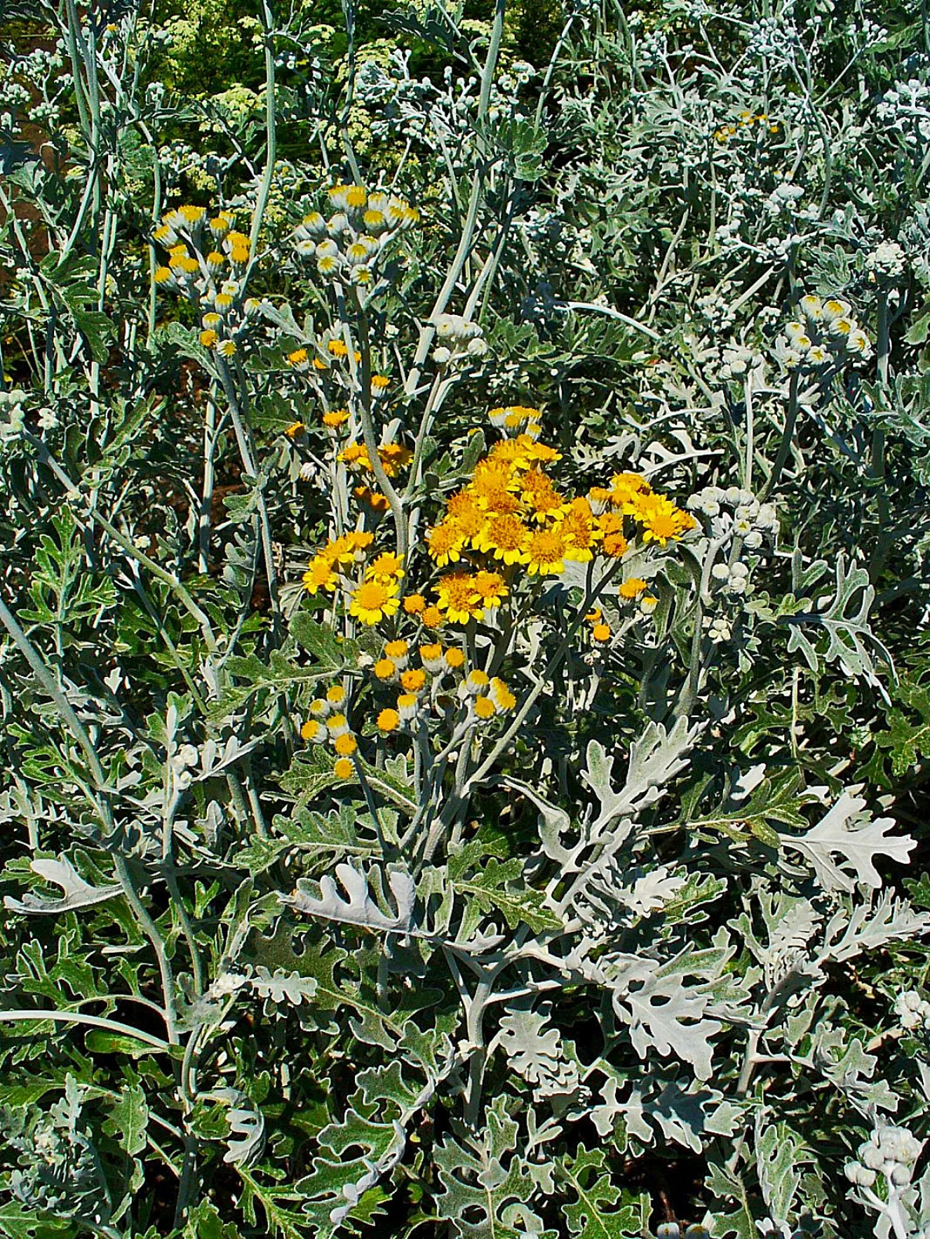 Dusty Miller Shrub (Senecio Cineraria) — making it an excellent choice for xeriscaping or low-water gardens
