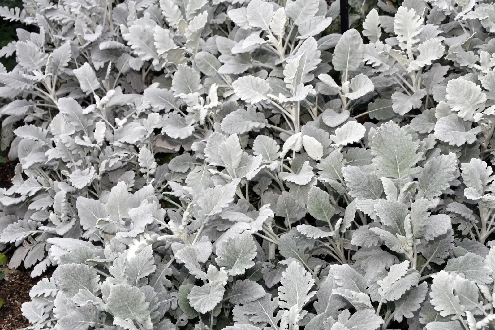 Dusty Miller Shrub (Senecio Cineraria) — perennial with yellow blooms