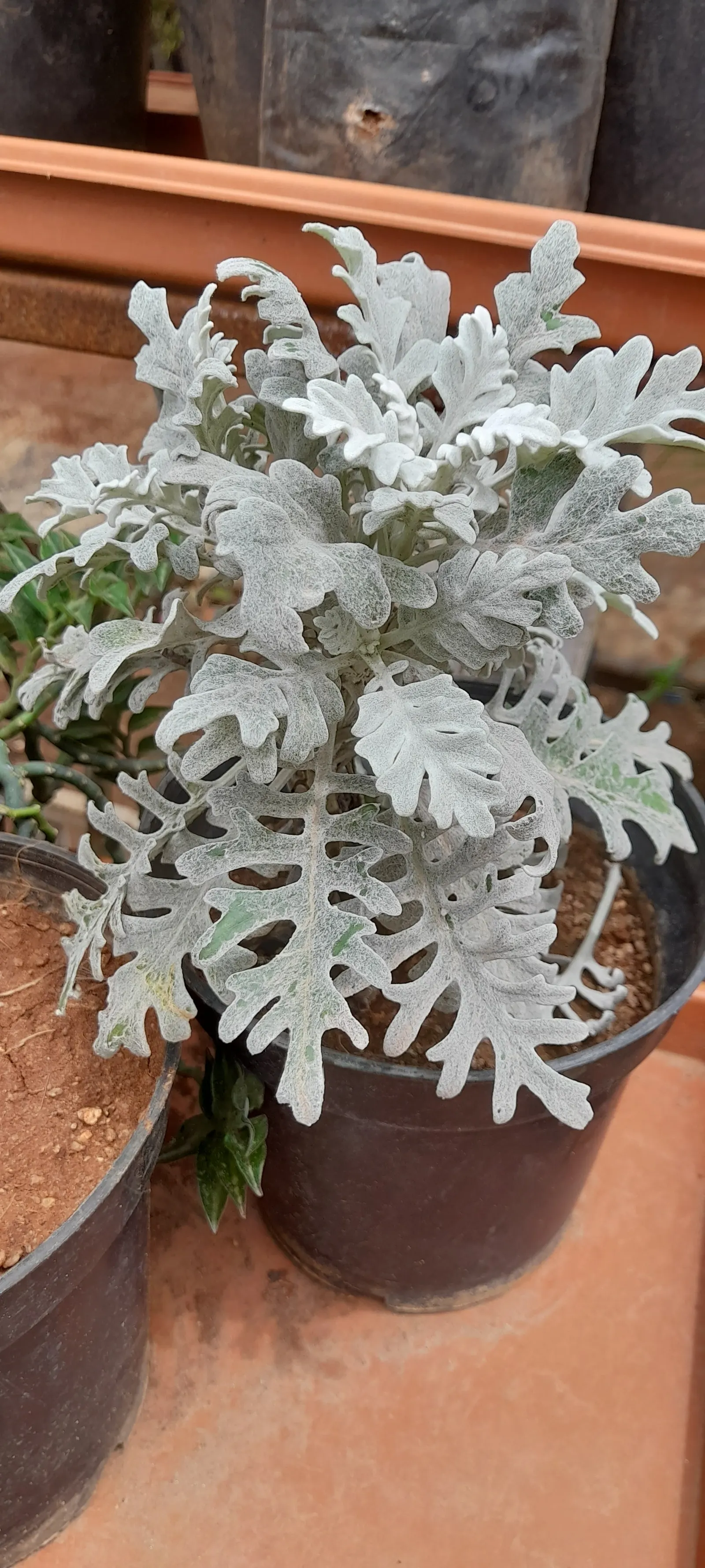 Dusty Miller Shrub (Senecio Cineraria) — is prized for its silvery-gray foliage that provides striking contrast in landscapes; this perennial is often treated