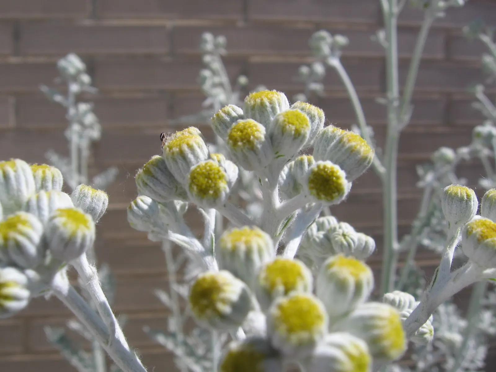 Dusty Miller Shrub (Senecio Cineraria) — Flourishing in full sun, it has a compact growth habit, reaching 12-18 inches tall and wide; it is most effective when