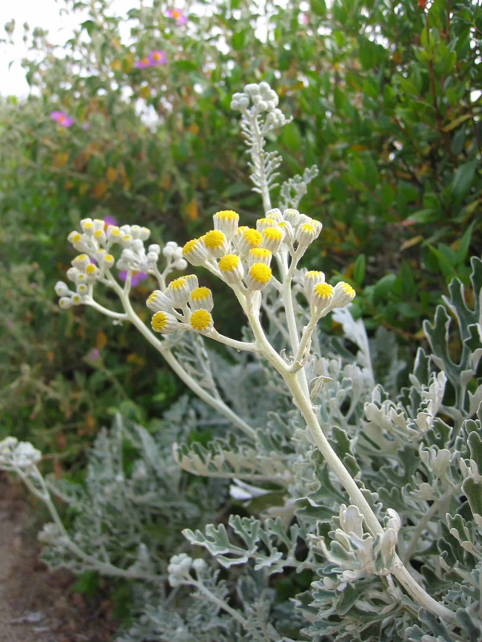 Dusty Miller Shrub (Senecio Cineraria) — Hardy in zones 8-10, it's drought-resistant once established, requiring minimal care