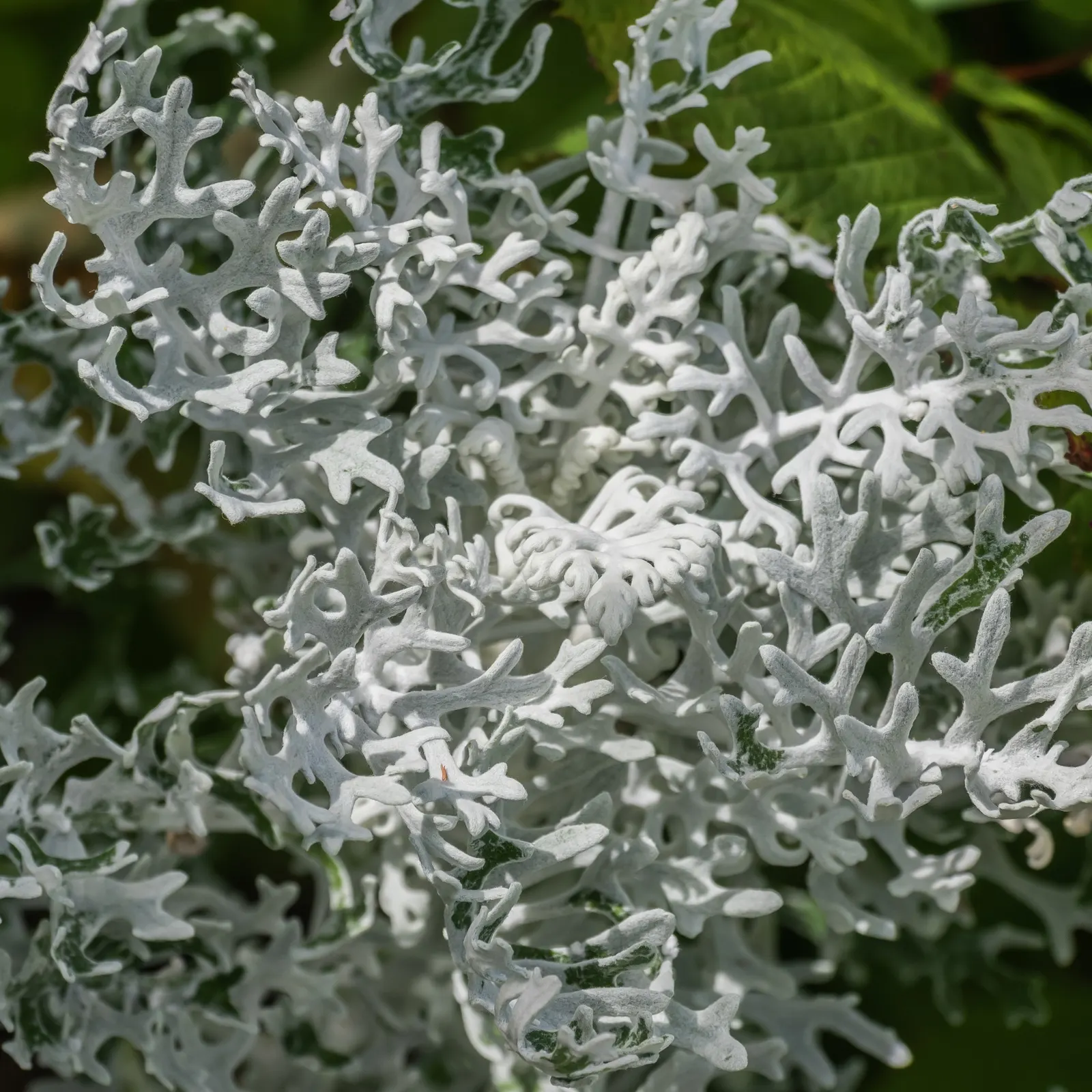 Dusty Miller Shrub (Senecio Cineraria) — The leaves are finely lobed