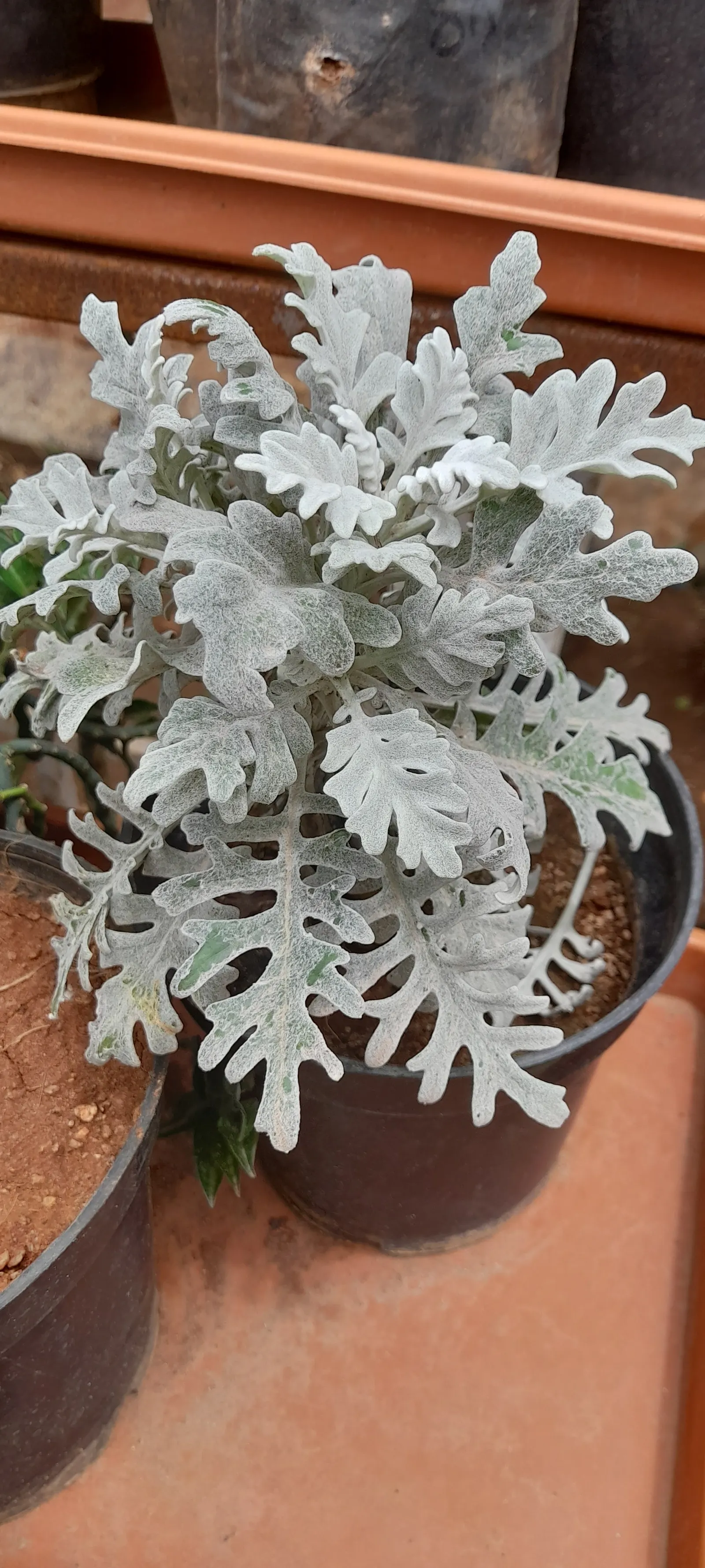 Dusty Miller Shrub (Senecio Cineraria) — The leaves are finely lobed; this perennial is often treated as an annual in cooler climates
