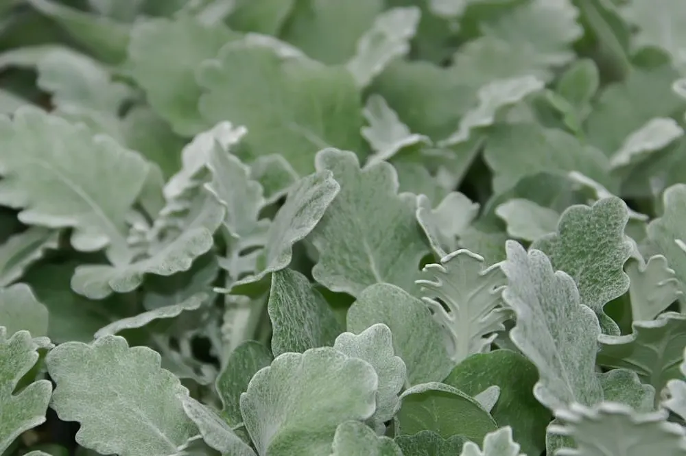 Dusty Miller Shrub (Senecio Cineraria) — Minimal maintenance is required; it is most effective when used as a border plant