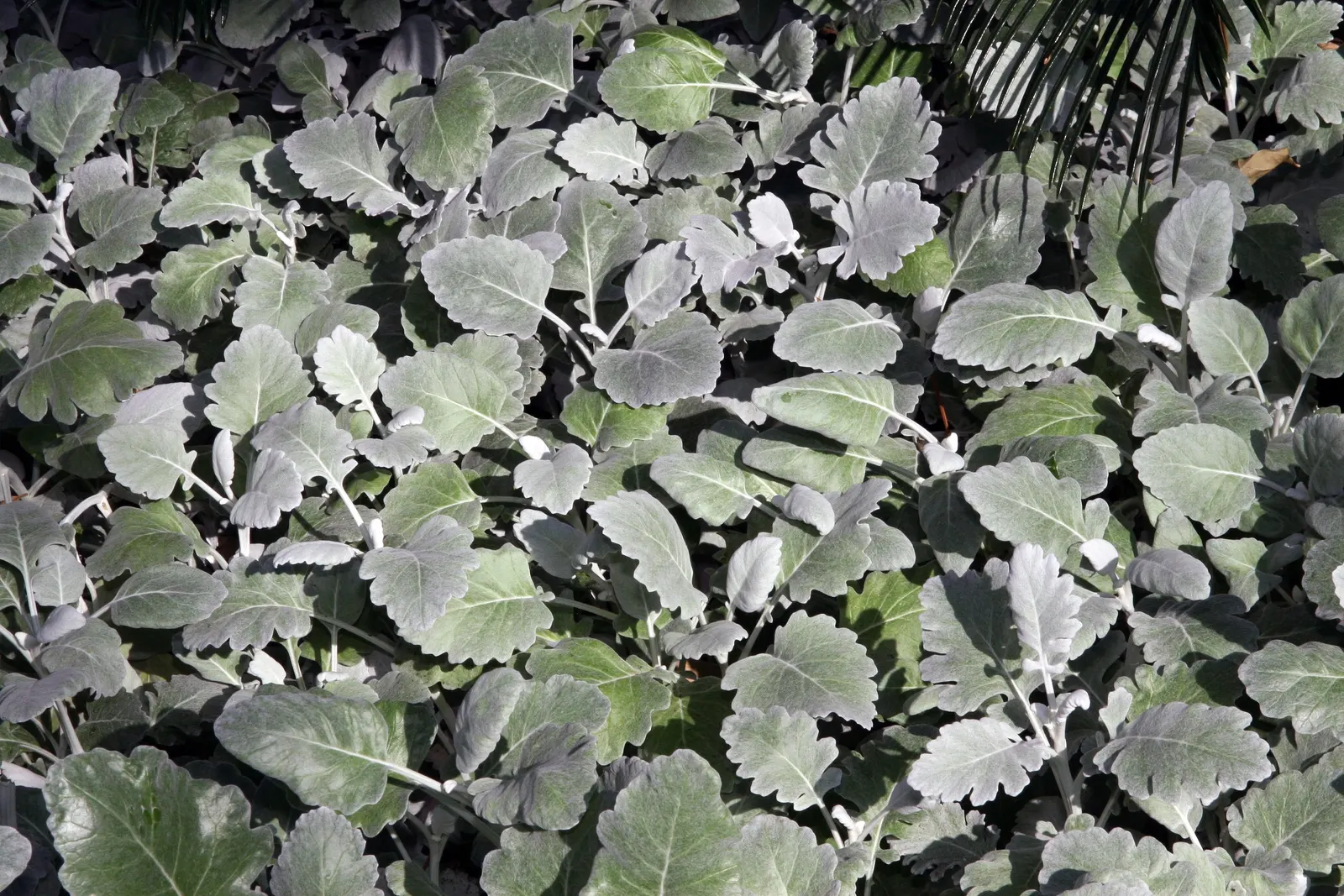 Dusty Miller Shrub (Senecio Cineraria) — Flourishing in full sun, it has a compact growth habit, reaching 12-18 inches tall and wide; it is most, image 44
