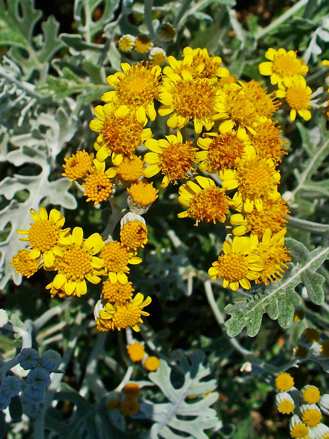 Dusty Miller Shrub (Senecio Cineraria) — is a strikingly ornamental plant that serves as a versatile and hardy addition to any landscape design; this perennial