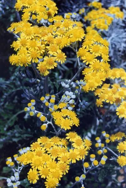 Dusty Miller Shrub (Senecio Cineraria) — scientifically known as Senecio cineraria; although deadheading and occasional pruning can promote bushier growth and
