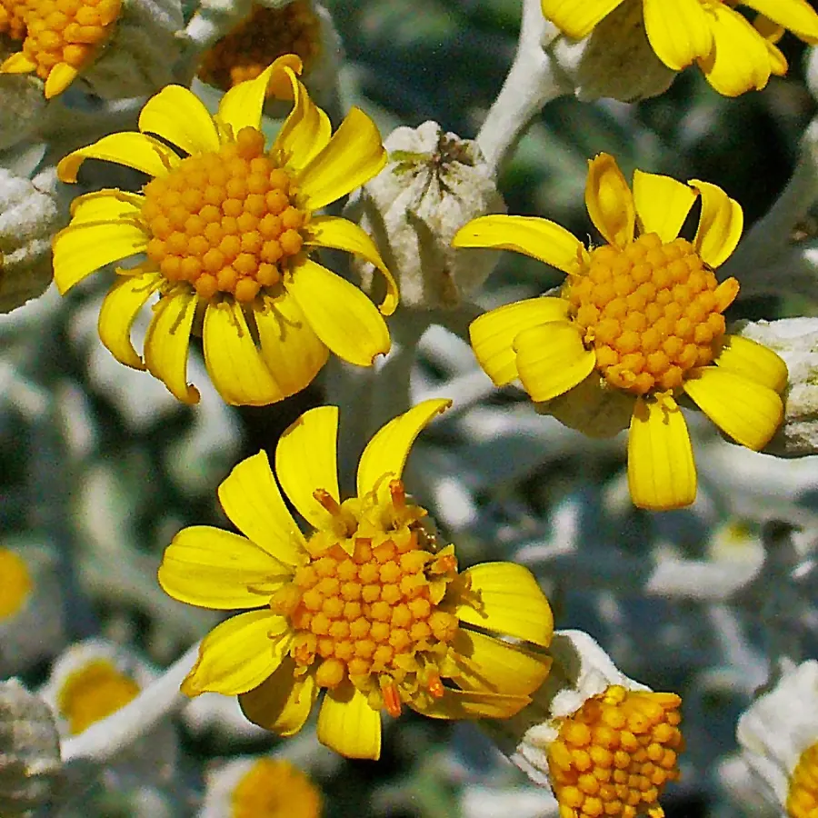 Dusty Miller Shrub (Senecio Cineraria) — Its fine-textured leaves add visual interest, blending well with diverse color palettes