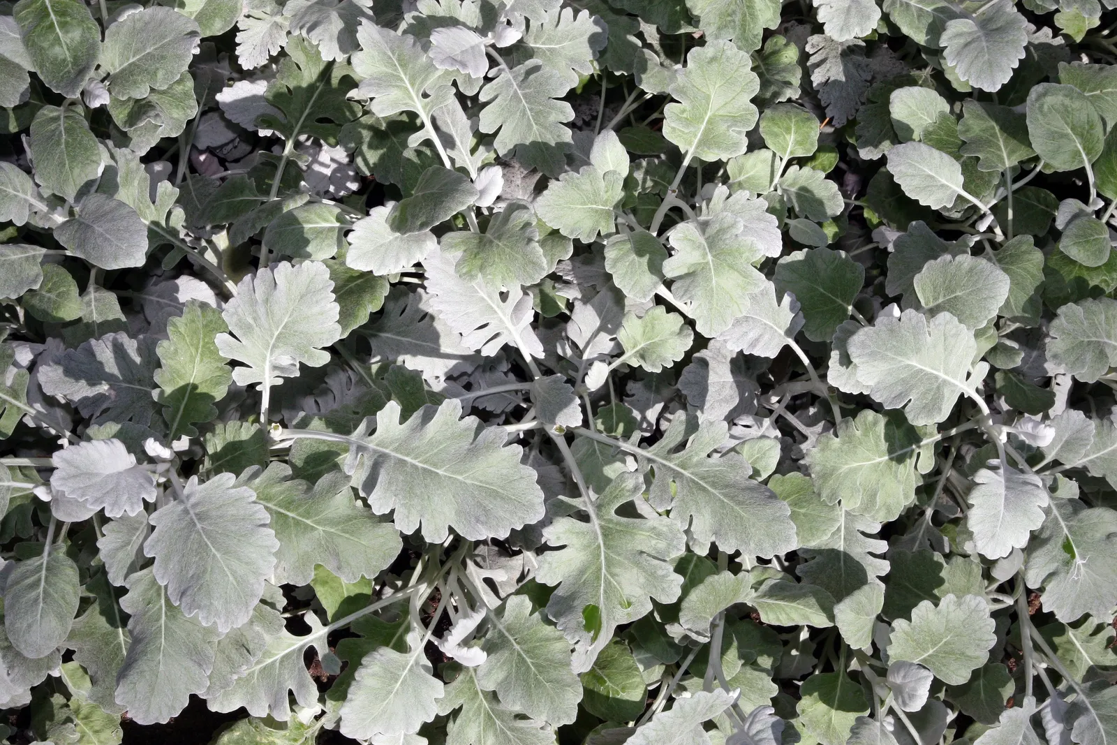 Dusty Miller Shrub (Senecio Cineraria) — <br><br>Senecio cineraria thrives in USDA hardiness zones 7 through 10 and prefers well-draining soil; this perennial