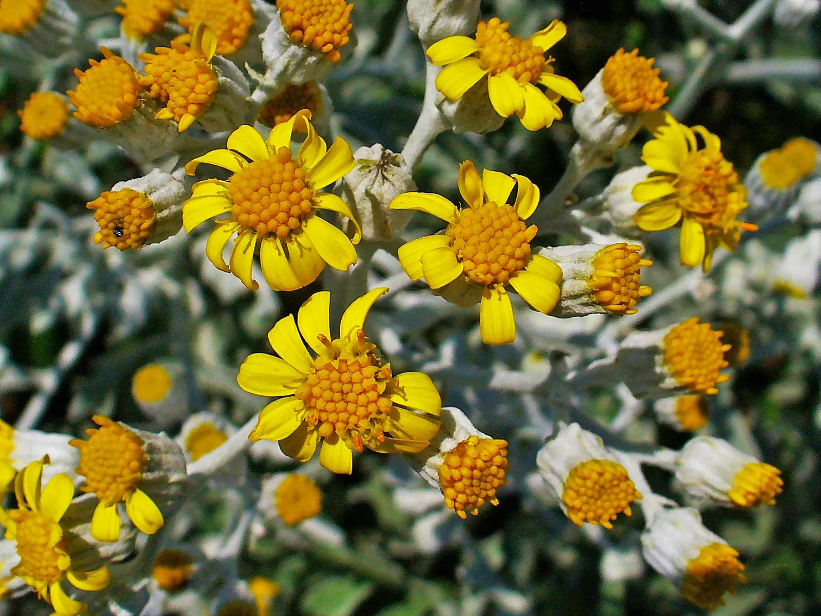 Dusty Miller Shrub (Senecio Cineraria) — making it an excellent choice for xeriscaping or low-water gardens; this perennial is often treated as an annual in