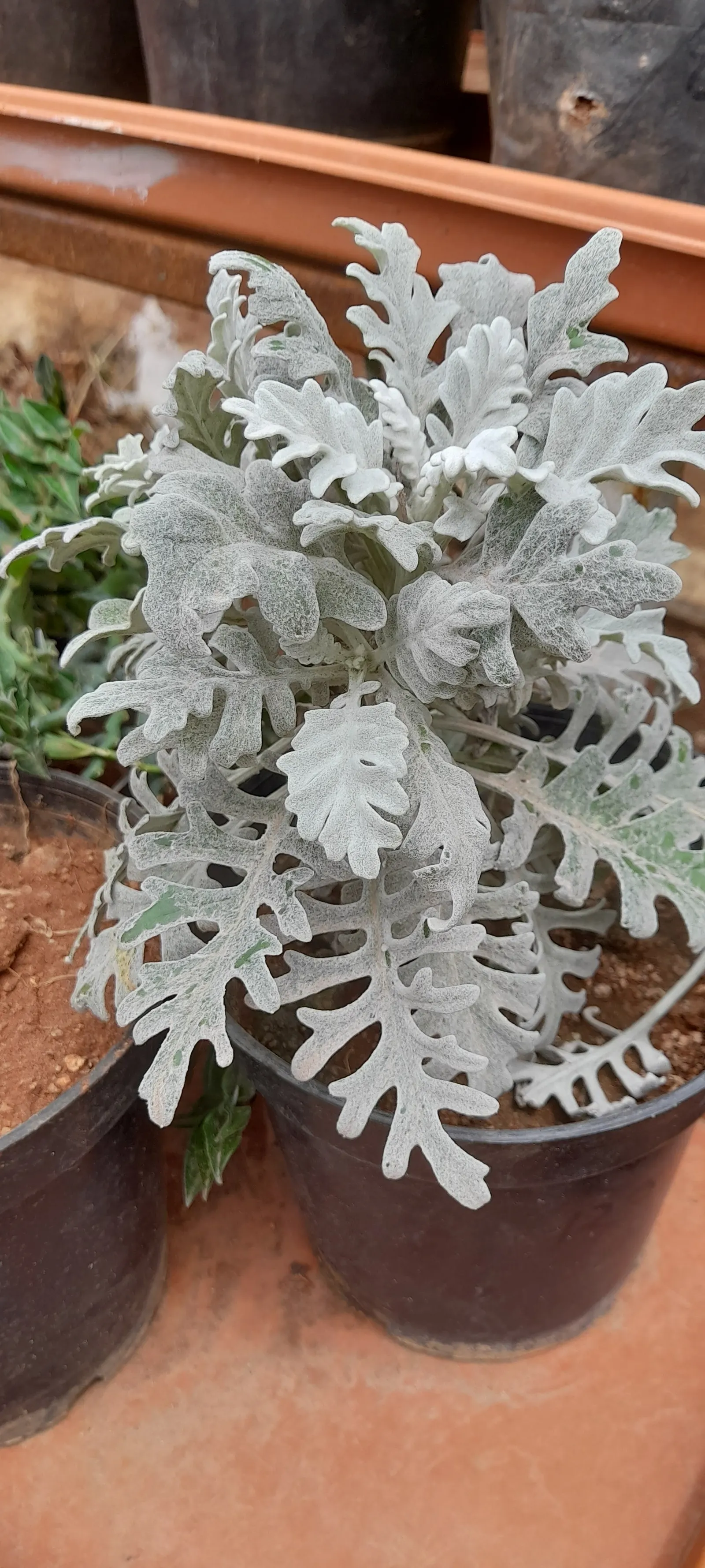 Dusty Miller Shrub (Senecio Cineraria) — is prized for its silvery-gray foliage that provides striking contrast in landscapes