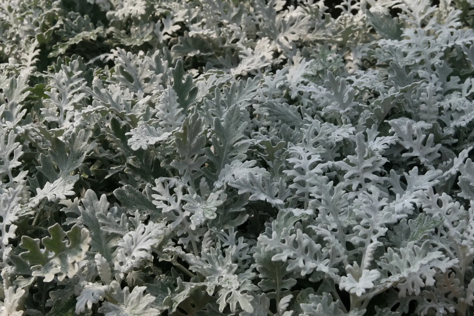 Dusty Miller Shrub (Senecio Cineraria) — Hardy in zones 8-10, it's drought-resistant once established, requiring minimal care; although deadheading and