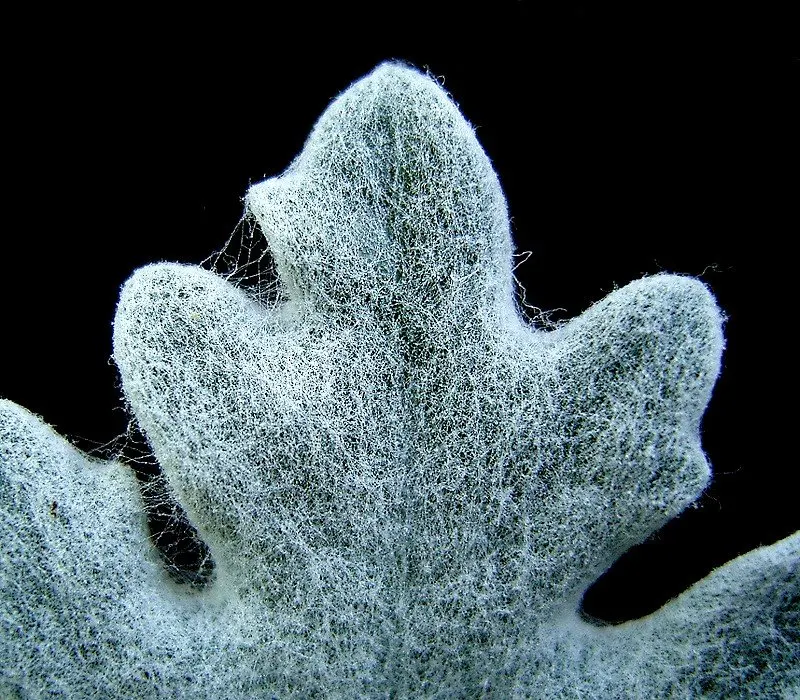 Dusty Miller Shrub (Senecio Cineraria) — Full sun to partial shade is ideal for this shrub, as it enhances the silver hue of its foliage