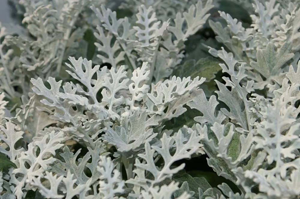 Dusty Miller Shrub (Senecio Cineraria) — is prized for its silvery-gray foliage that provides striking contrast in landscapes; this perennial is, image 43