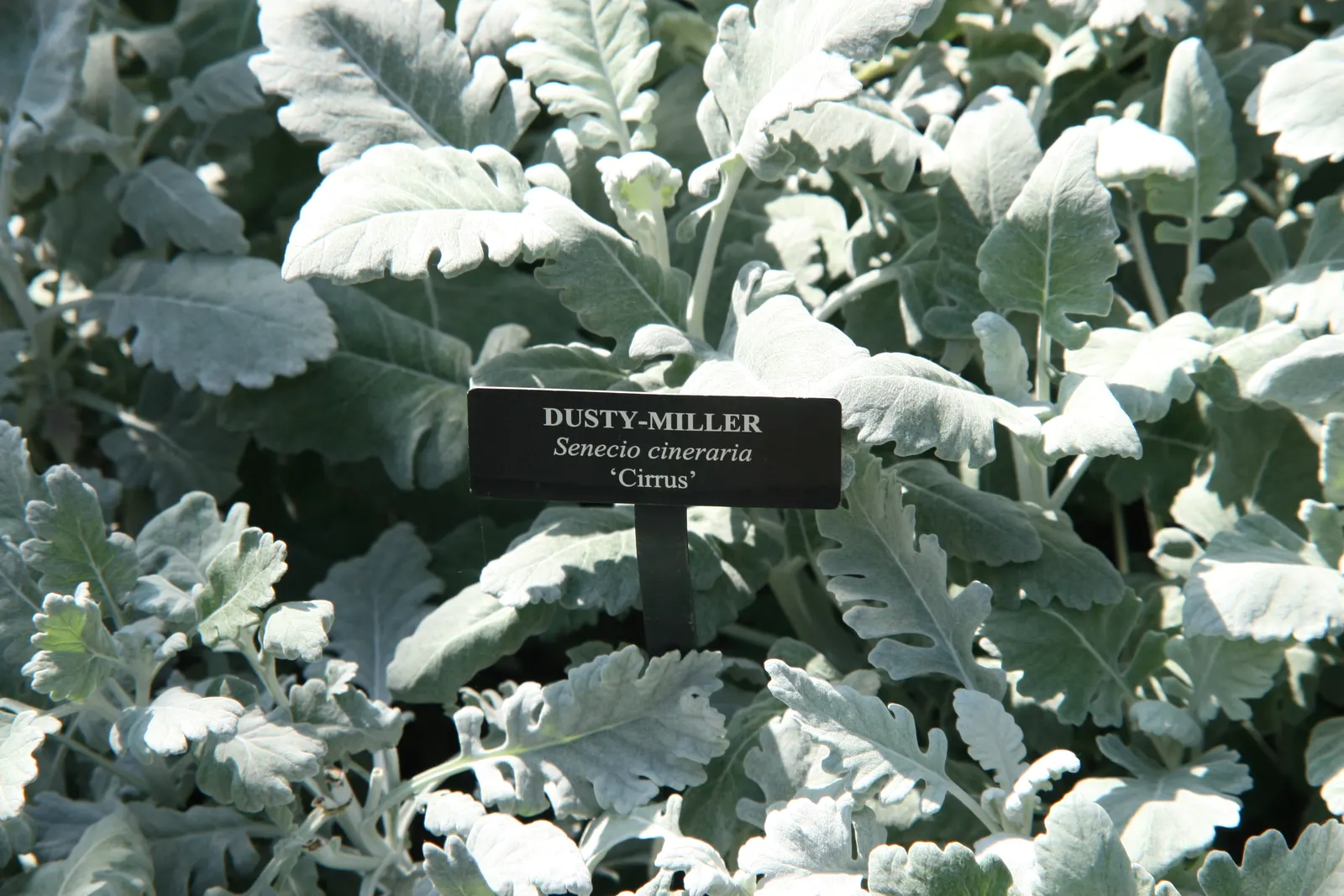 Dusty Miller Shrub (Senecio Cineraria) — This perennial is often treated as an annual in cooler climates, image 25
