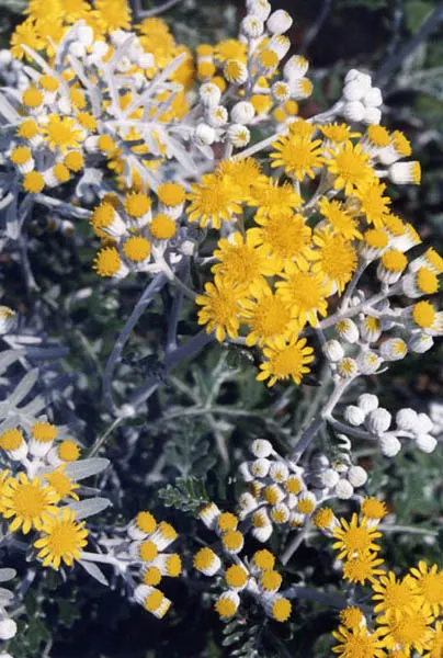 Dusty Miller Shrub (Senecio Cineraria) — it is drought-tolerant once established