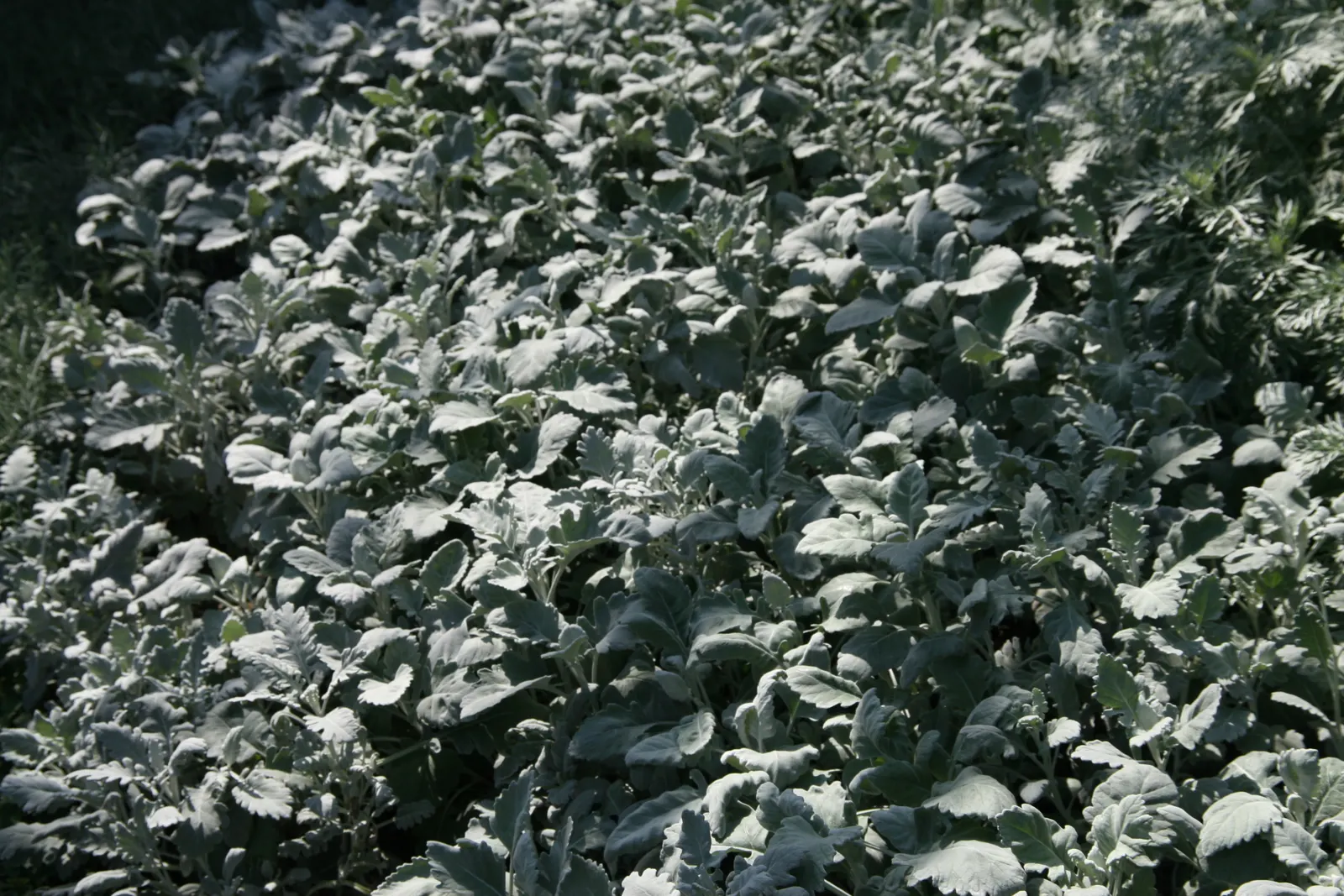 Dusty Miller Shrub (Senecio Cineraria) — Flourishing in full sun, it has a compact growth habit, reaching 12-18 inches tall and wide