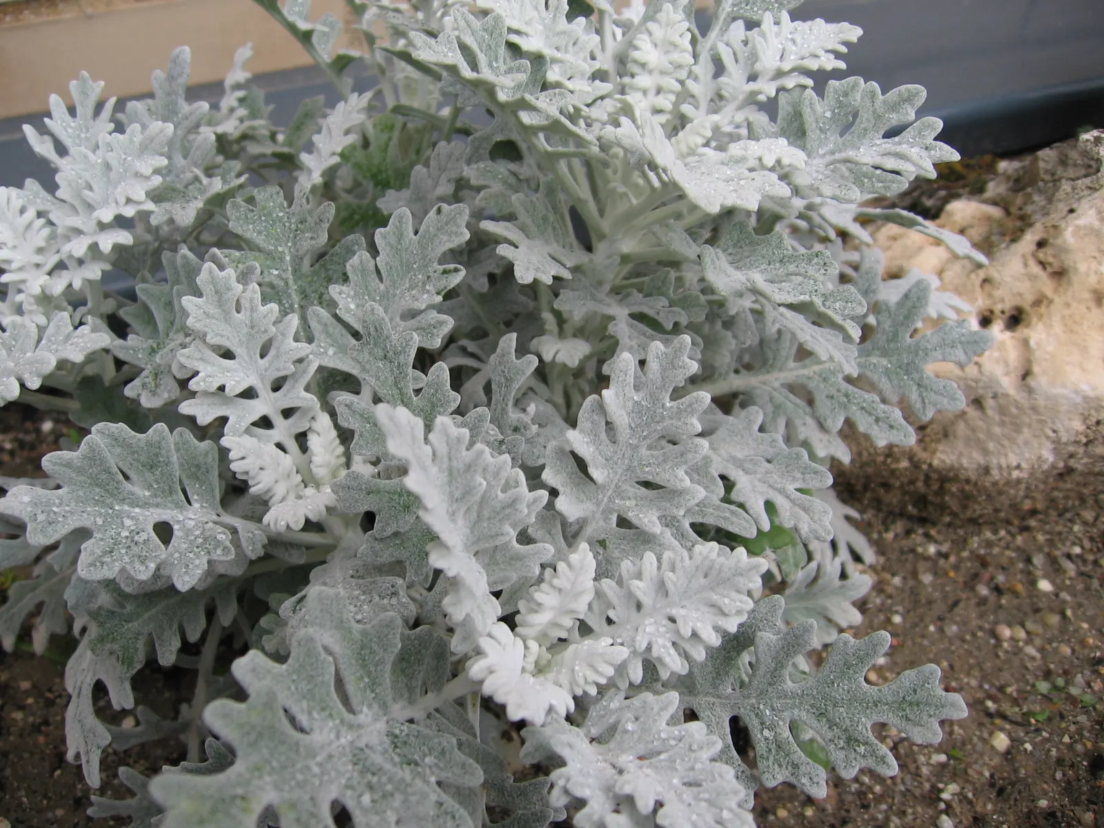 Dusty Miller Shrub (Senecio Cineraria) — or as a complement to brightly colored flowering plants