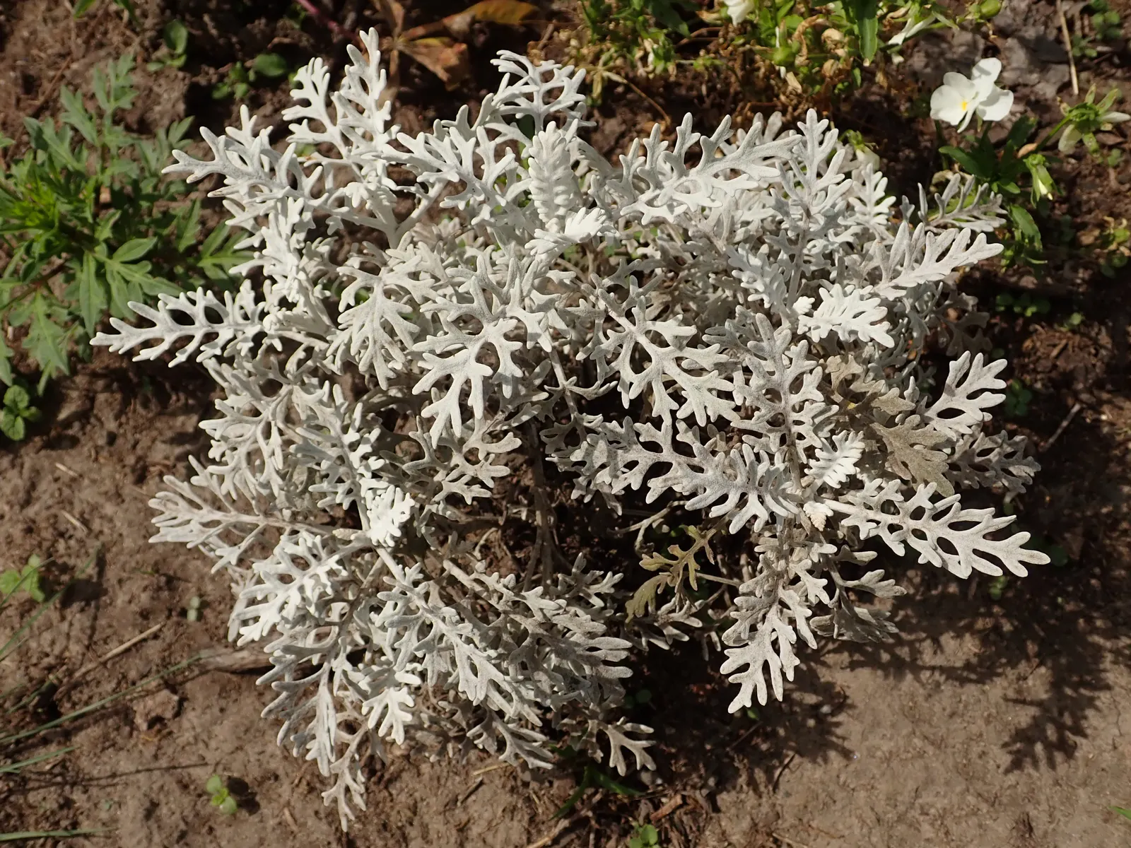 Dusty Miller Shrub (Senecio Cineraria) — is a strikingly ornamental plant that serves as a versatile and hardy addition to any landscape design