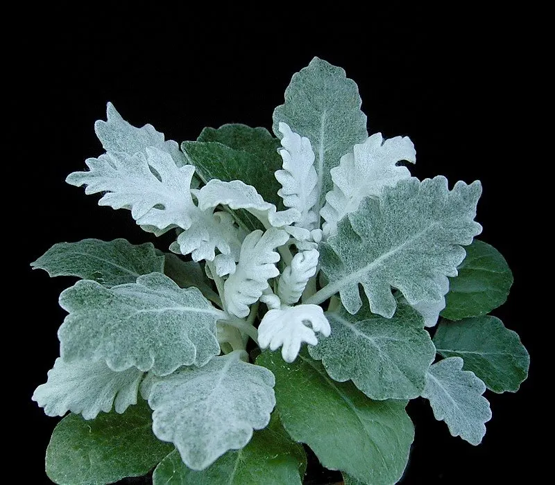 Dusty Miller Shrub (Senecio Cineraria) — silver-gray foliage that adds a shimmering contrast against the vibrant greens typically found in gardens; although