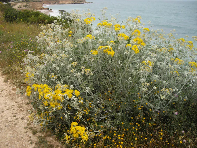 Dusty Miller Shrub (Senecio Cineraria) — or as a complement to brightly colored flowering plants; although deadheading and occasional pruning can promote