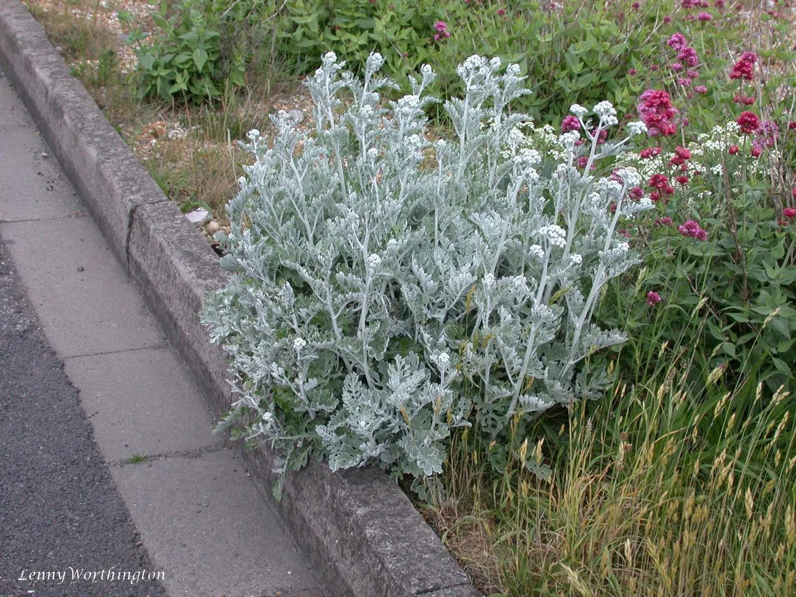 Dusty Miller Shrub (Senecio Cineraria) — silver-gray foliage that adds a shimmering contrast against the vibrant greens typically found in gardens