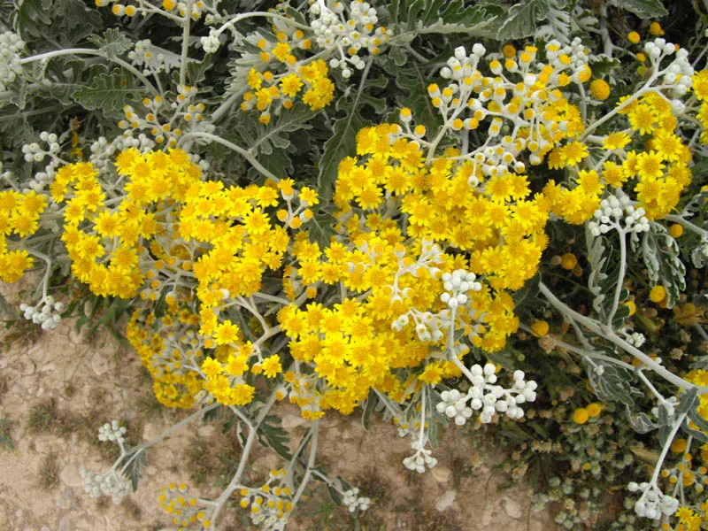 Dusty Miller Shrub (Senecio Cineraria) — although deadheading and occasional pruning can promote bushier growth and maintain a neat appearance, image 39