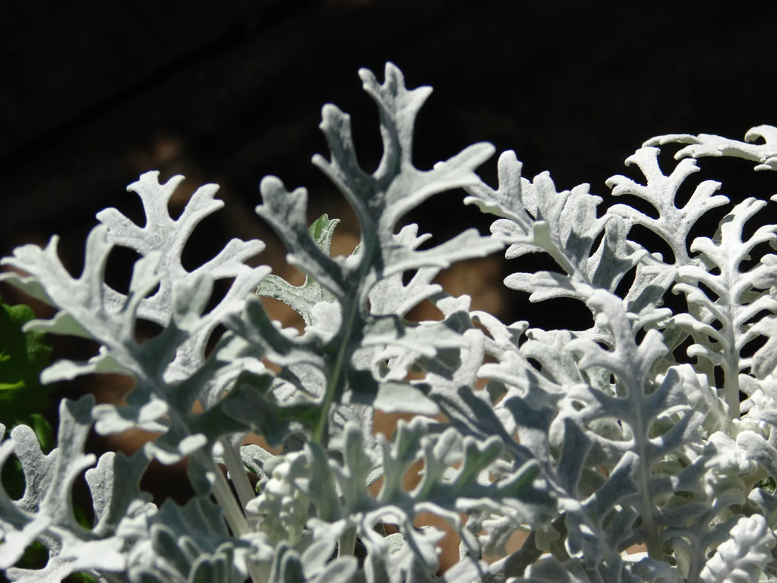 Dusty Miller Shrub (Senecio Cineraria) — Hardy in zones 8-10, it's drought-resistant once established, requiring minimal care; although deadheading, image 45