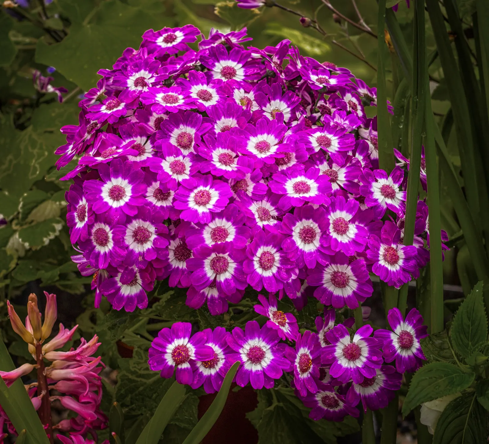Dusty Miller Shrub (Senecio Cineraria) — it is drought-tolerant once established; although deadheading and occasional pruning can promote bushier growth and