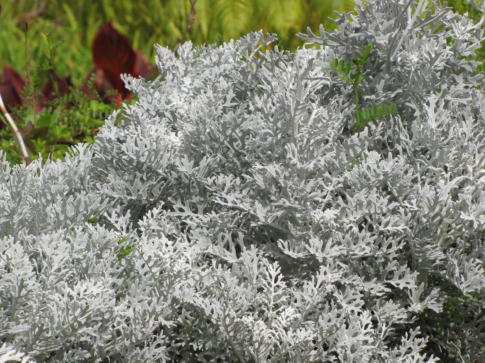 Dusty Miller Shrub (Senecio Cineraria) — Minimal maintenance is required