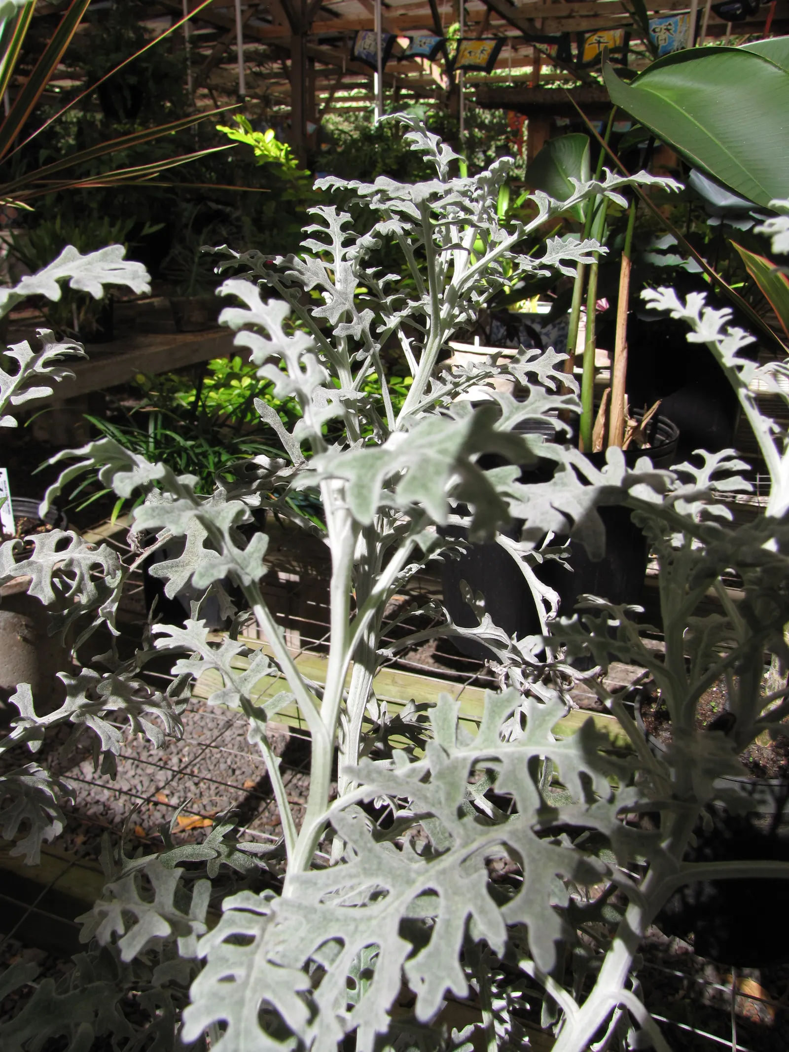 Dusty Miller Shrub (Senecio Cineraria) — yellow flowers in the garden
