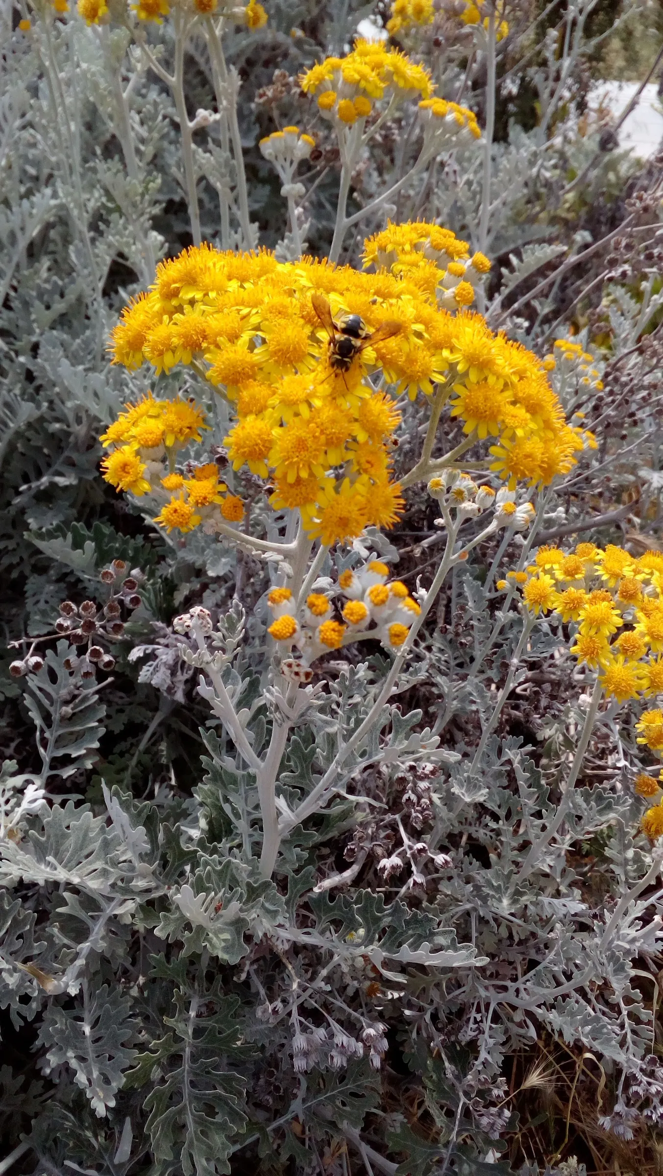 Dusty Miller Shrub (Senecio Cineraria) — scientifically known as Senecio cineraria