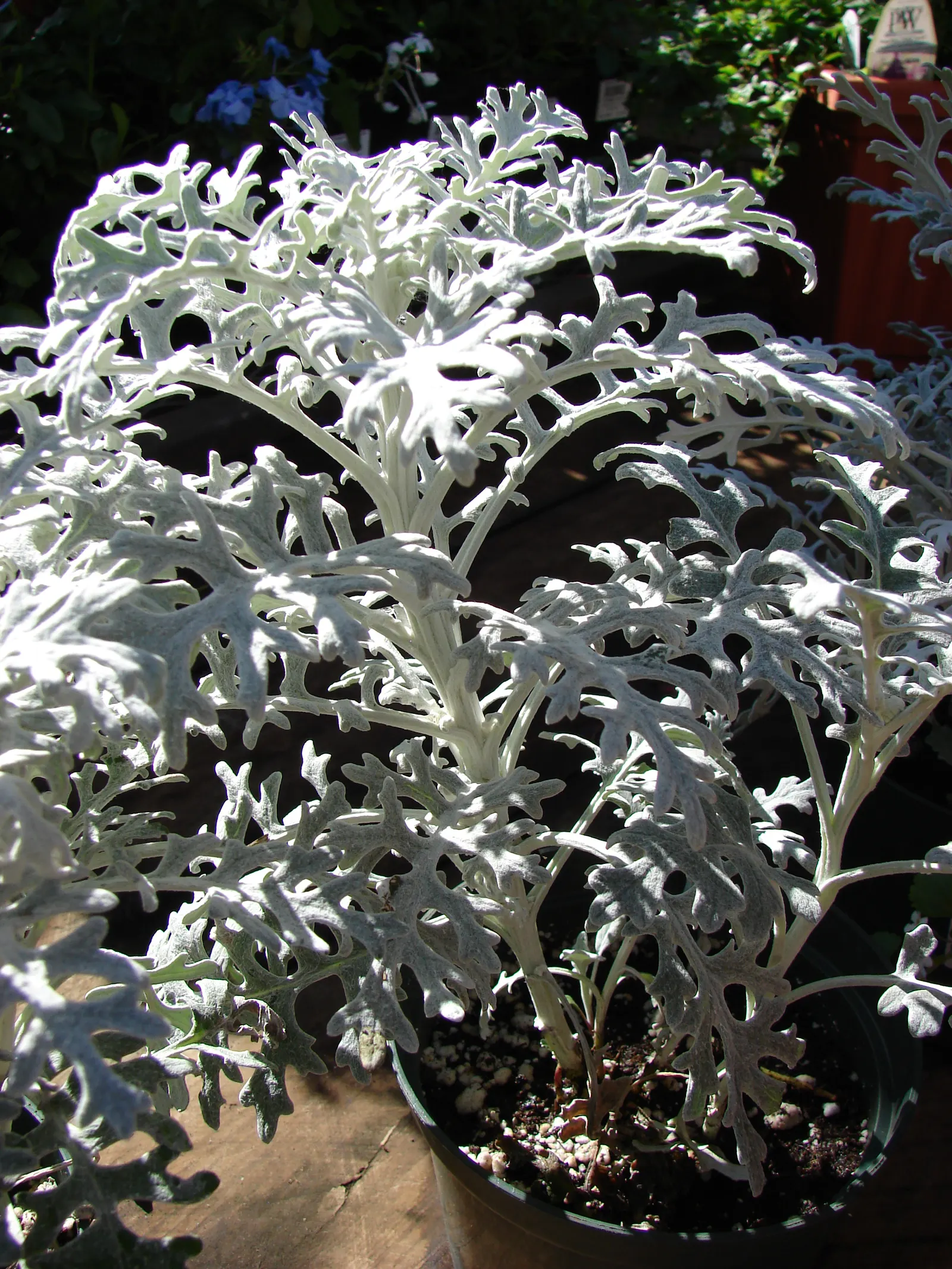Dusty Miller Shrub (Senecio Cineraria) — This perennial is often treated as an annual in cooler climates, image 46