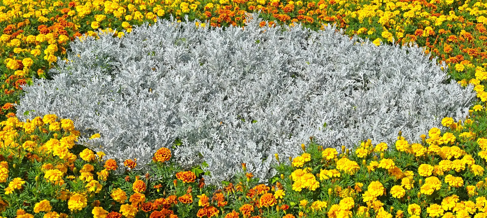 Dusty Miller Shrub (Senecio Cineraria) — This perennial is often treated as an annual in cooler climates