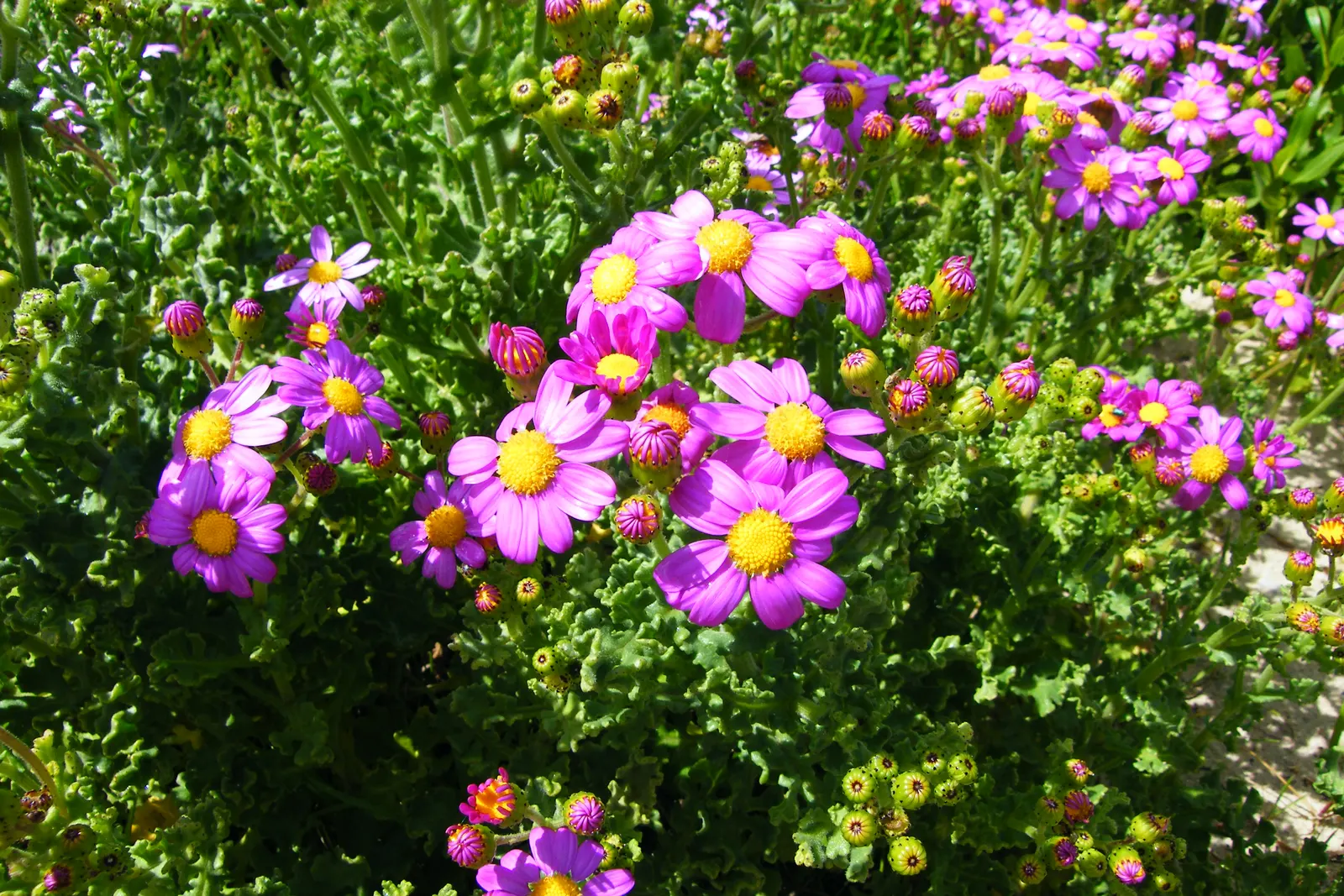 Dusty Miller Shrub (Senecio Cineraria) — Full sun to partial shade is ideal for this shrub, as it enhances the silver hue of its foliage; it is most effective