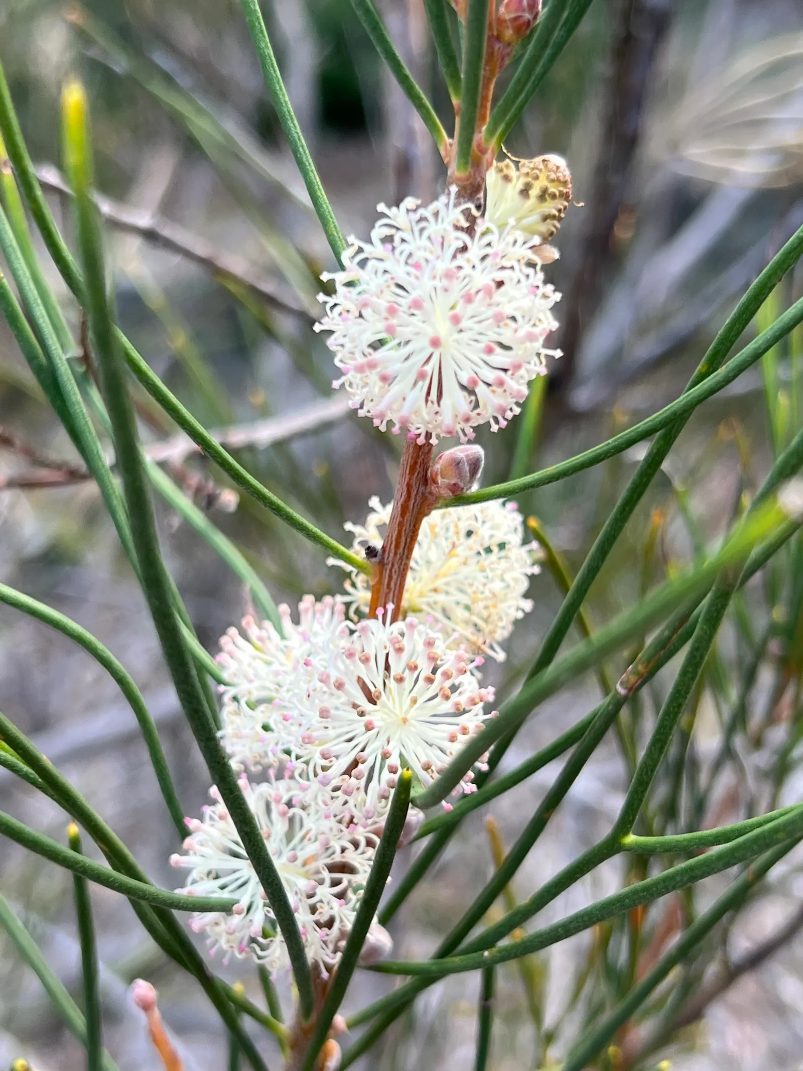 Sweet Hakea (Hakea Suaveolens) — In spring, it exhibits small white, sweetly scented flowers