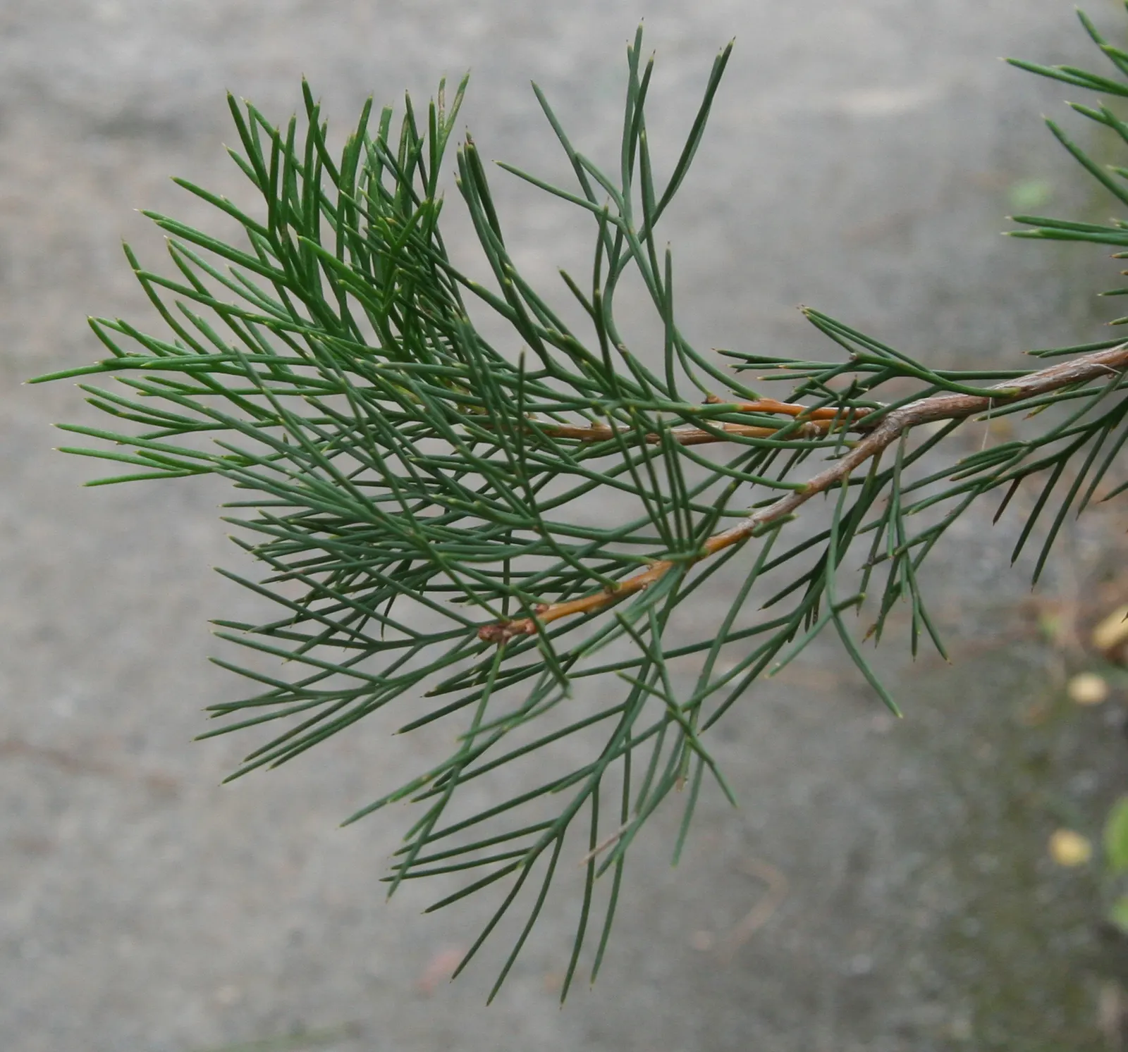 Sweet Hakea (Hakea Suaveolens) — reaching up to 3.5 inches long