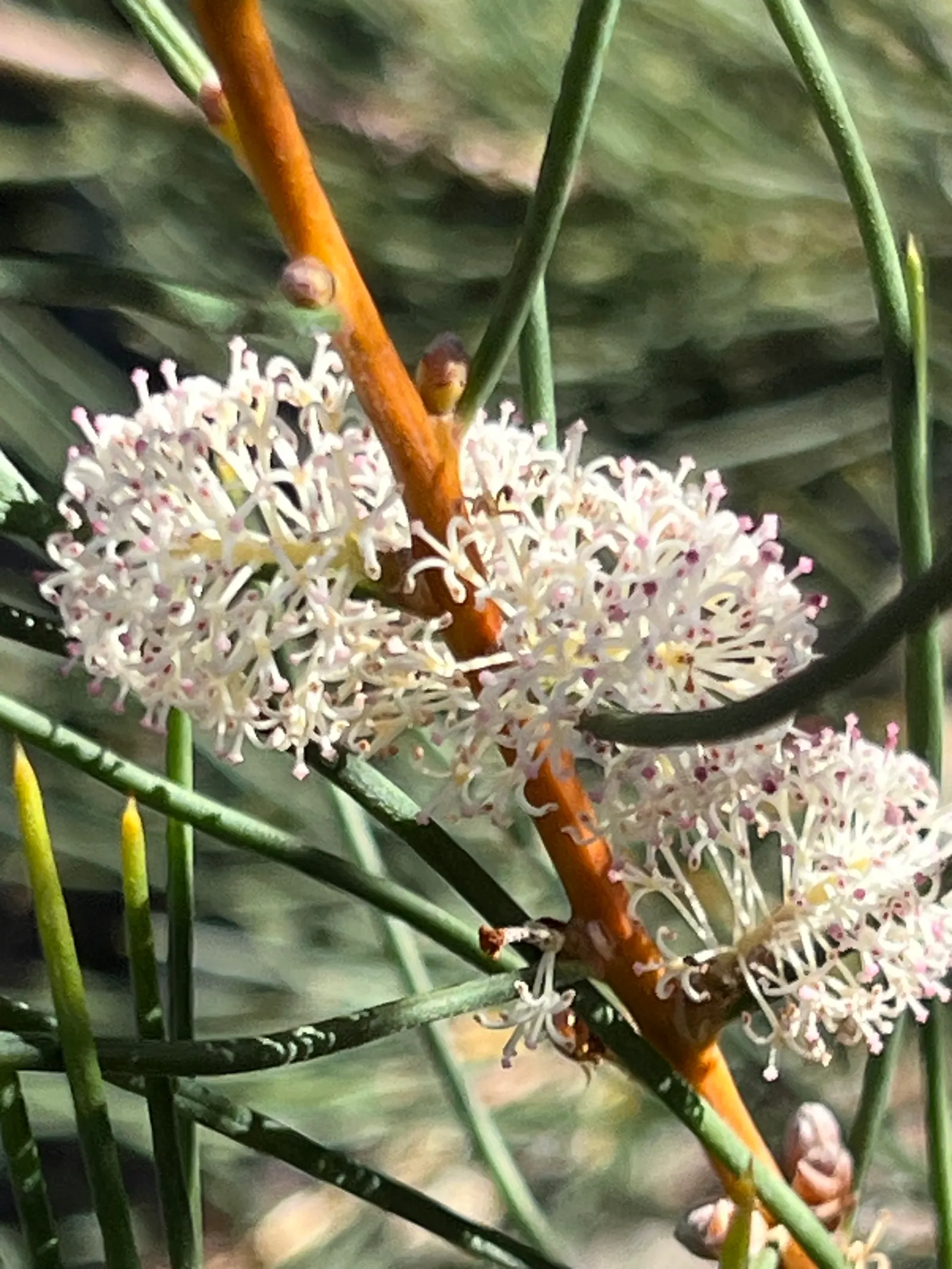 Sweet Hakea (Hakea Suaveolens) — It's drought-resistant once established, offering low maintenance appeal