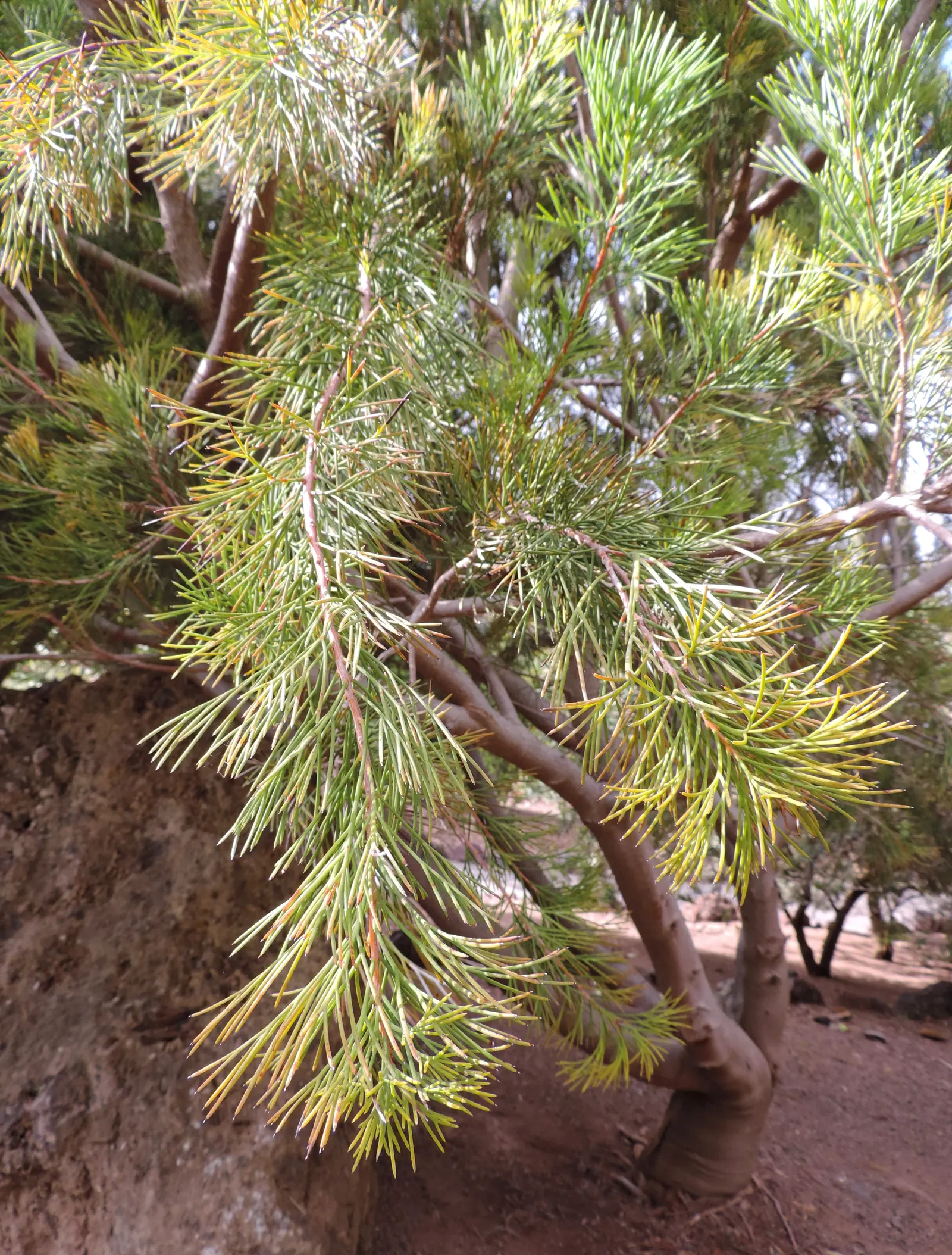 Sweet Hakea (Hakea Suaveolens) — Ideal for ornamental fencing or as a windbreak, it requires well-drained soil and full sun