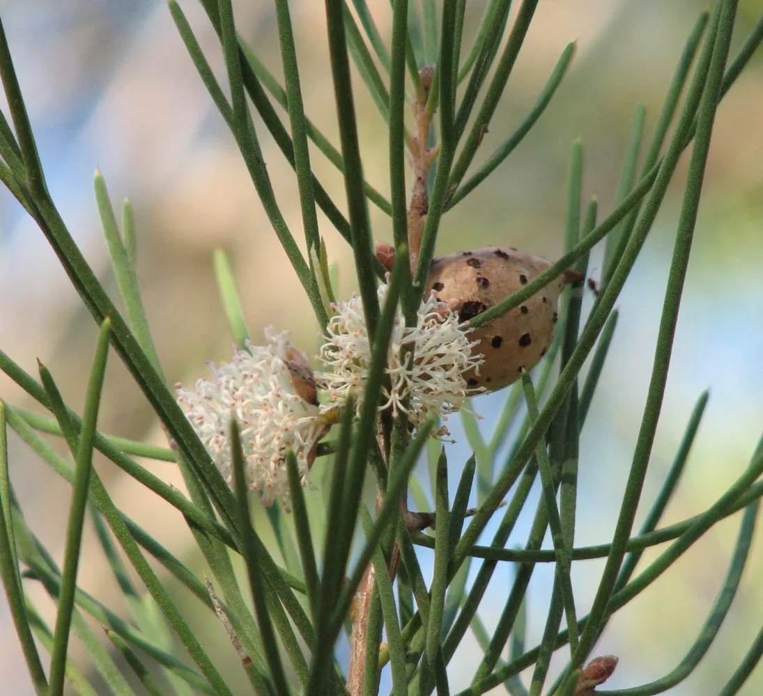Sweet Hakea (Hakea Suaveolens) — Sweet Hakea (Hakea suaveolens) is an evergreen Australian native